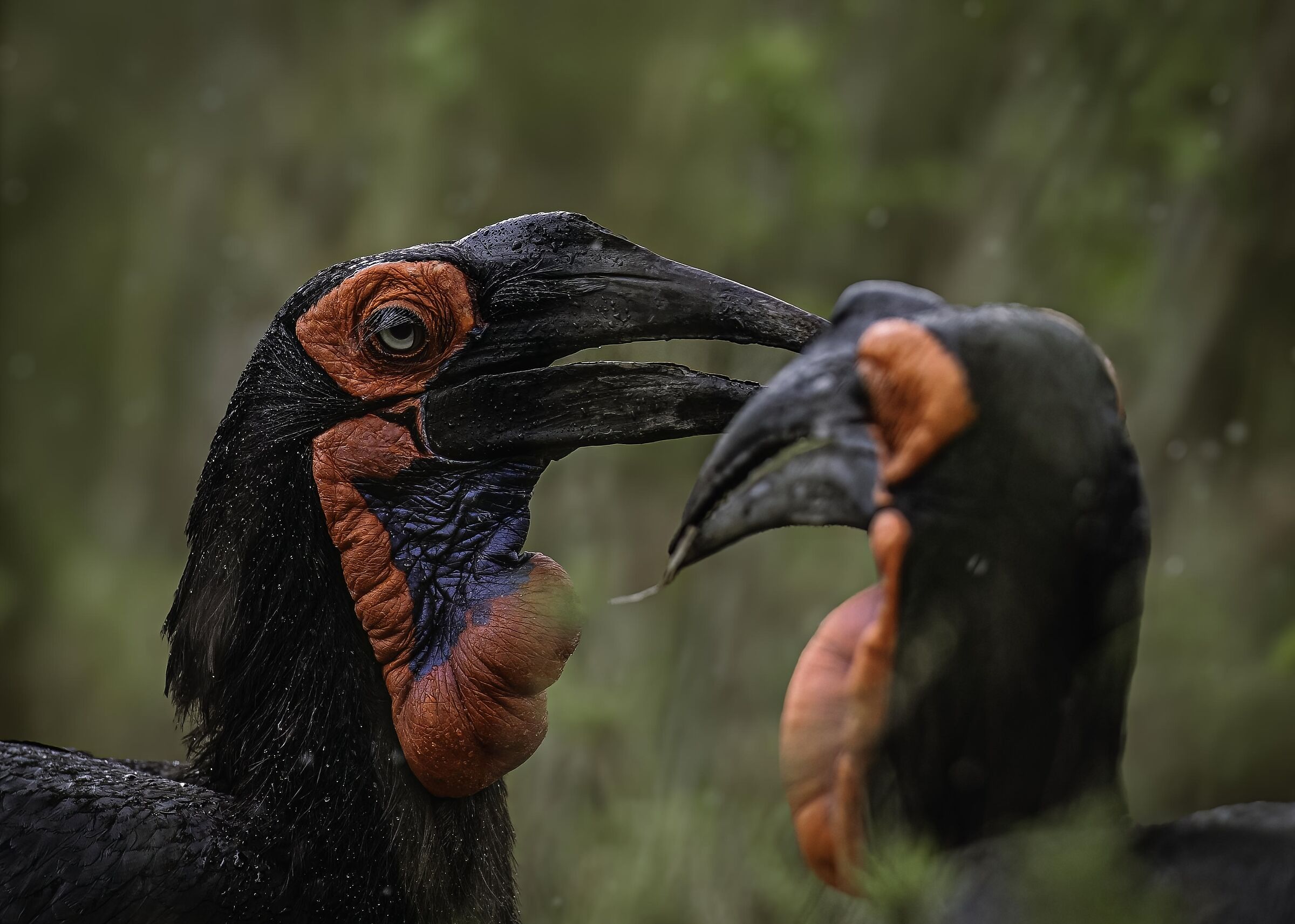 Bucero meridionale (Bucorvus leadbeateri)