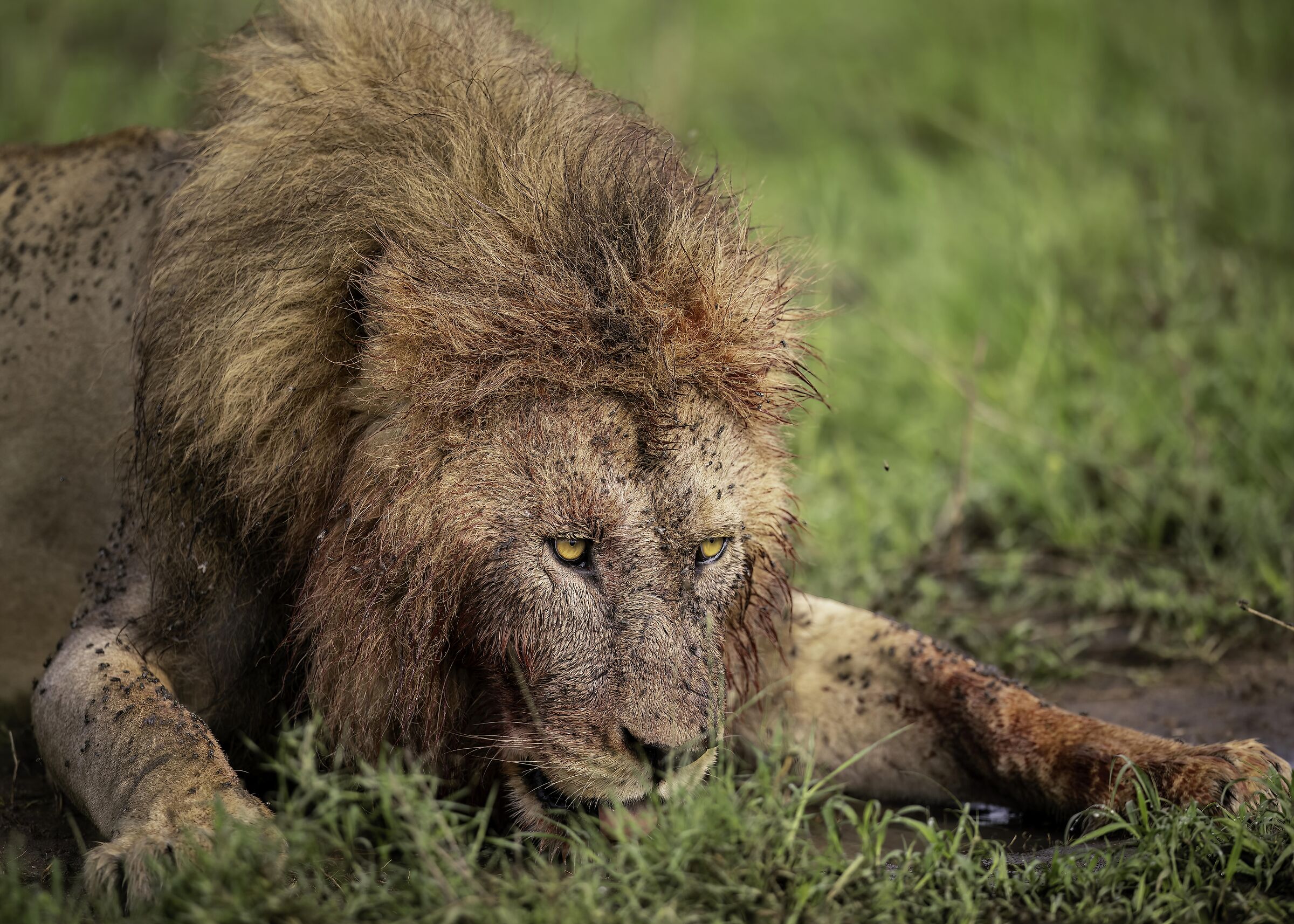 Panthera leo