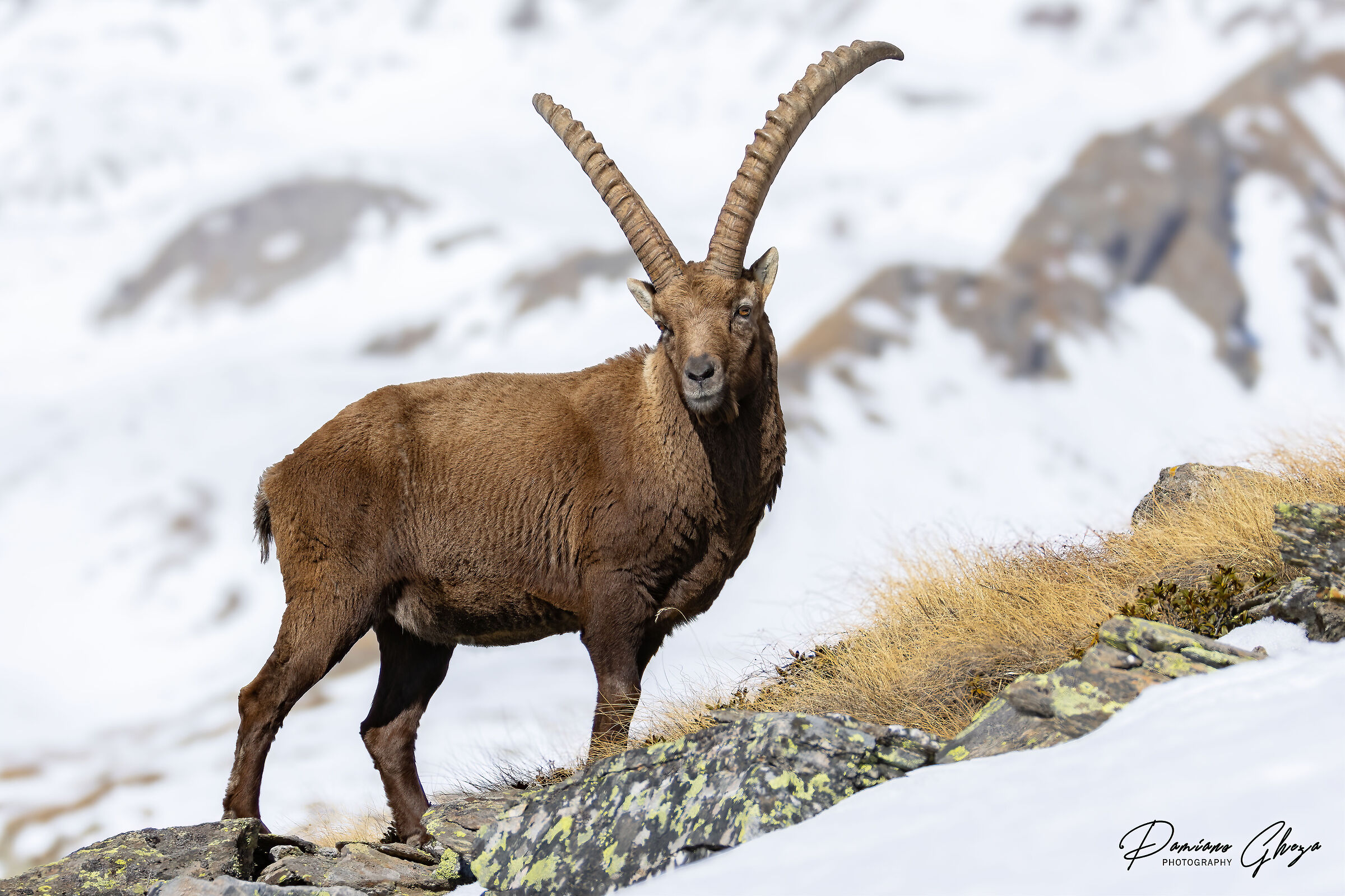 Ibex