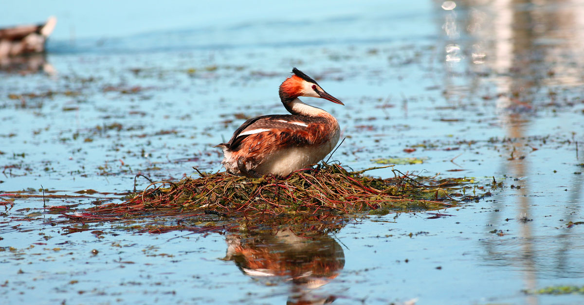 crested grebe in the hatching