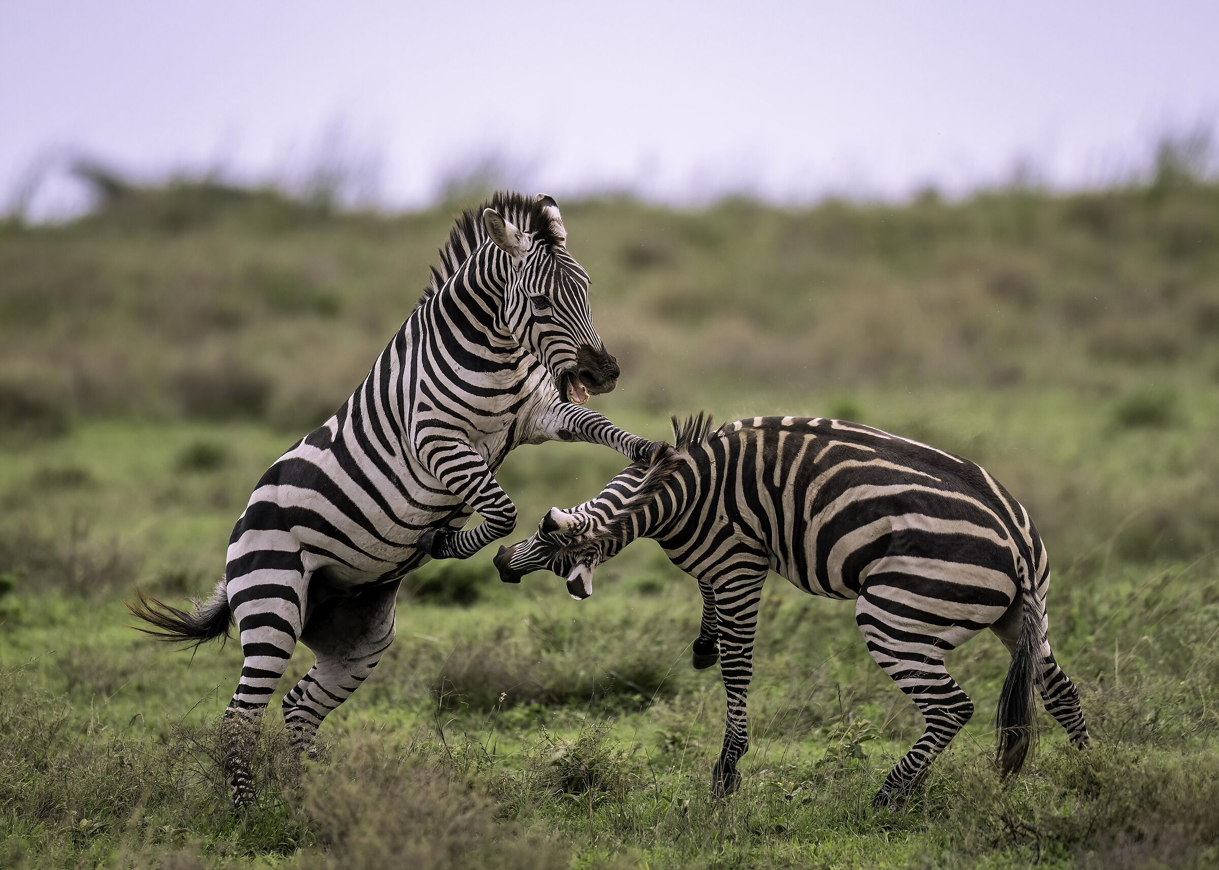 Zebra di Burchell (Equus quagga)