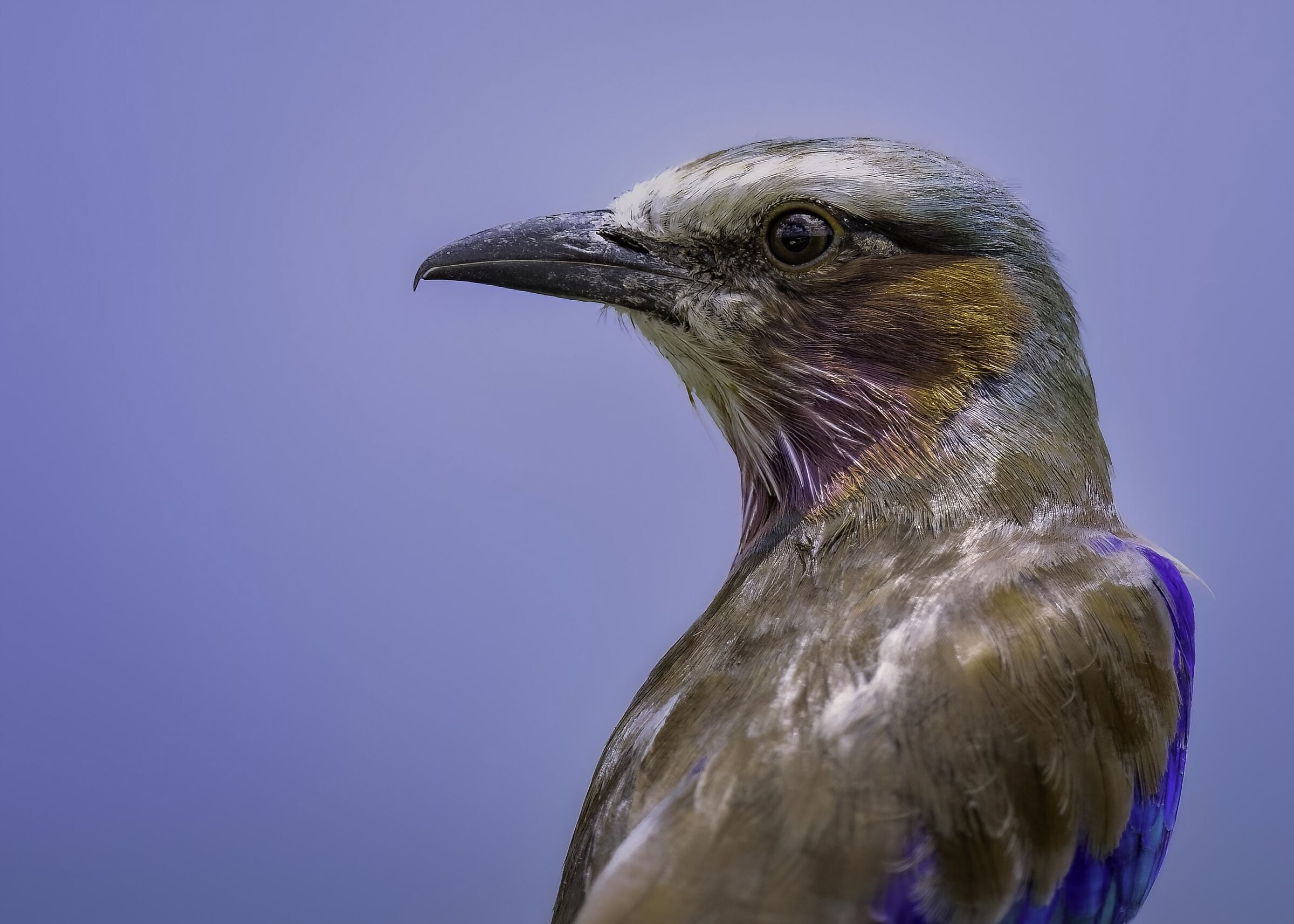Ghiandaia marina pettolilla (Coracias caudatus)
