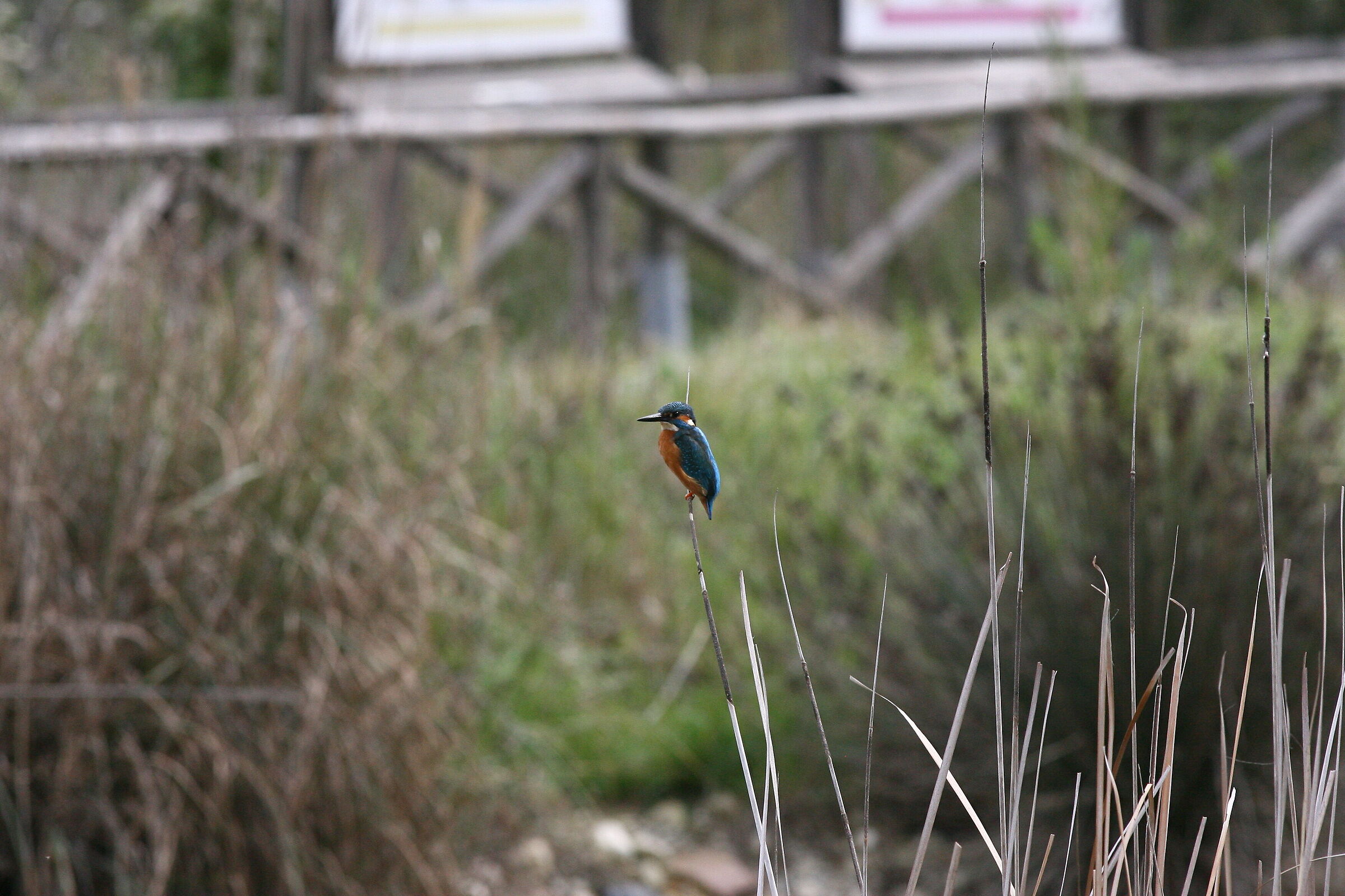 kingfisher