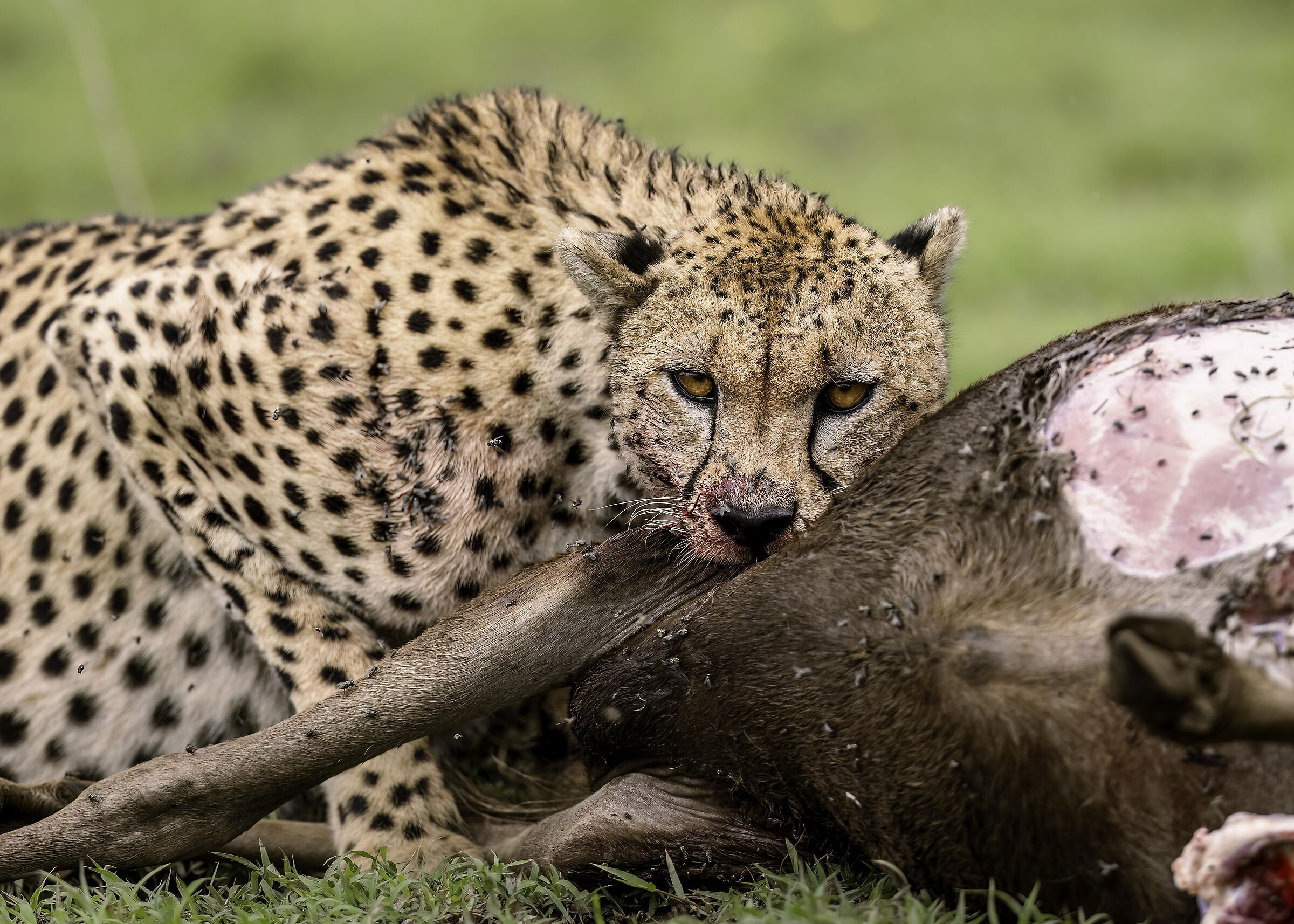 Ghepardo (Acinonyx jubatus)