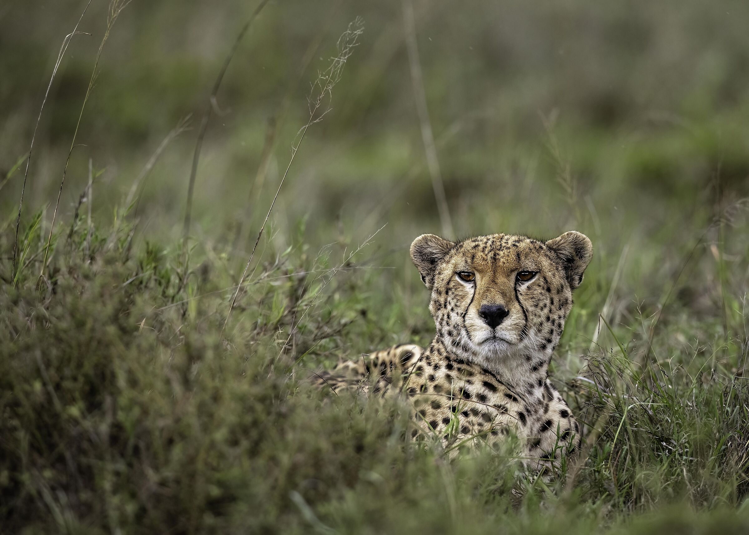 Ghepardo (Acinonyx jubatus)