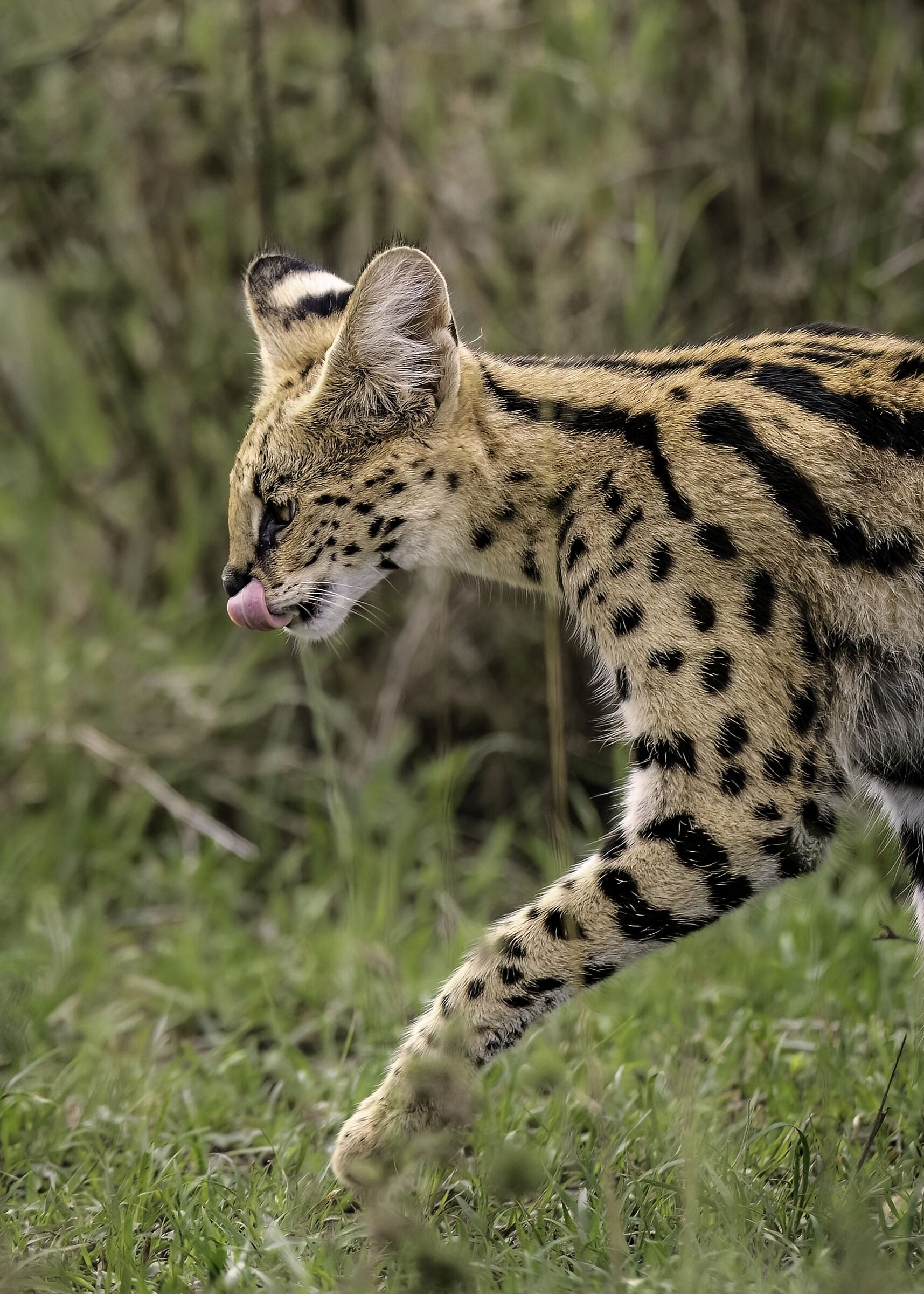 Serval (Leptailurus serval)