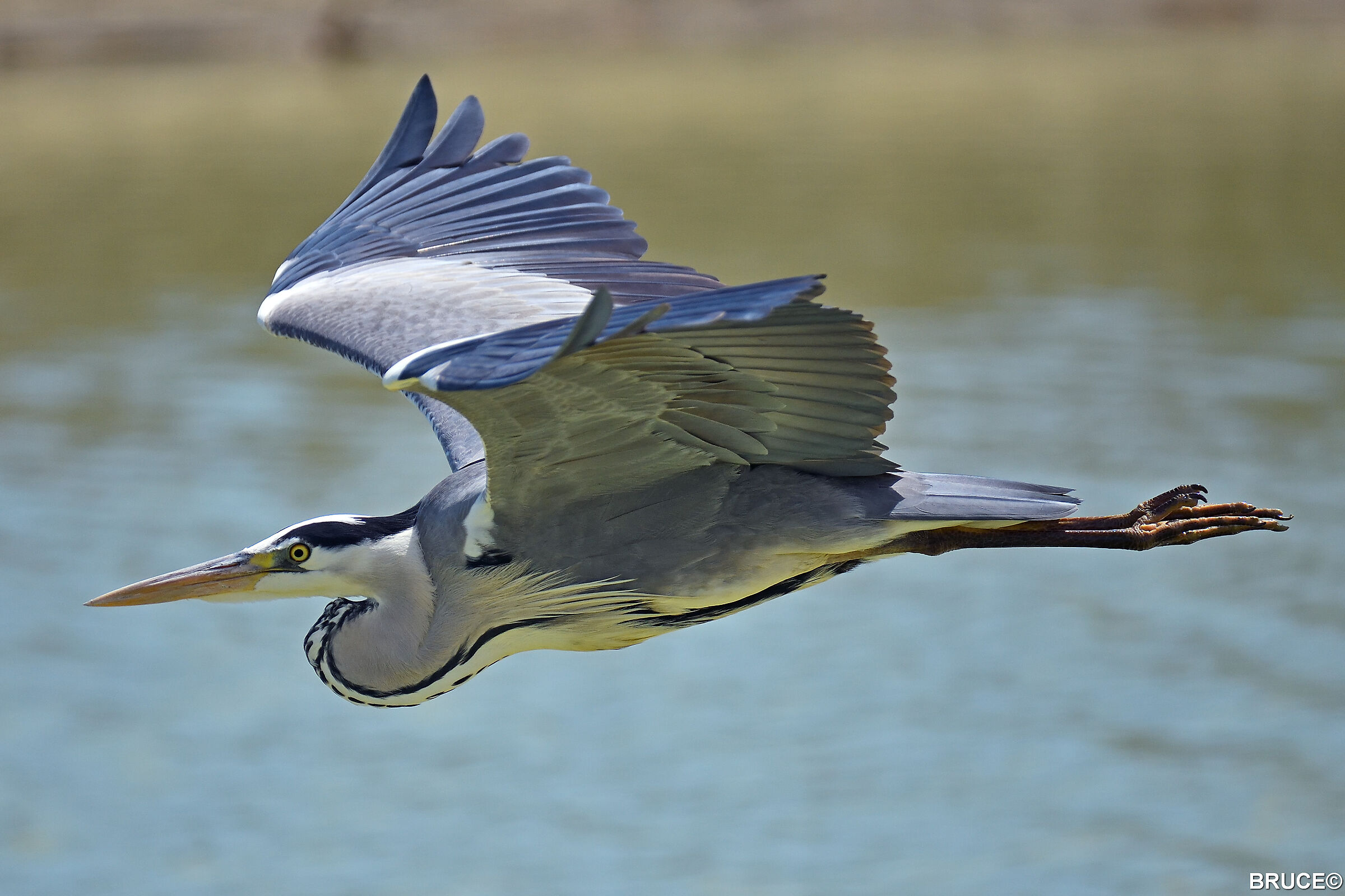 Grey heron