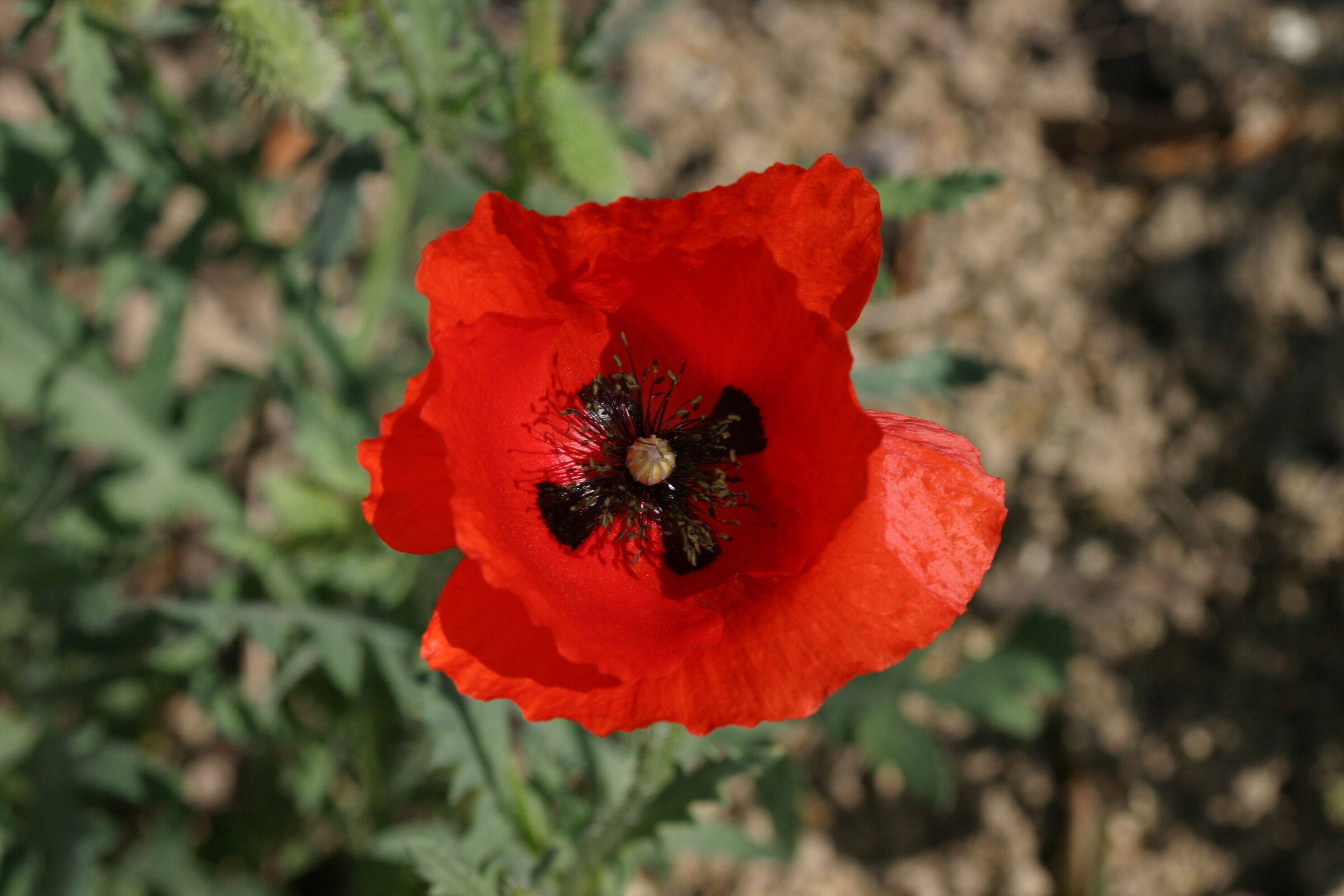 poppy