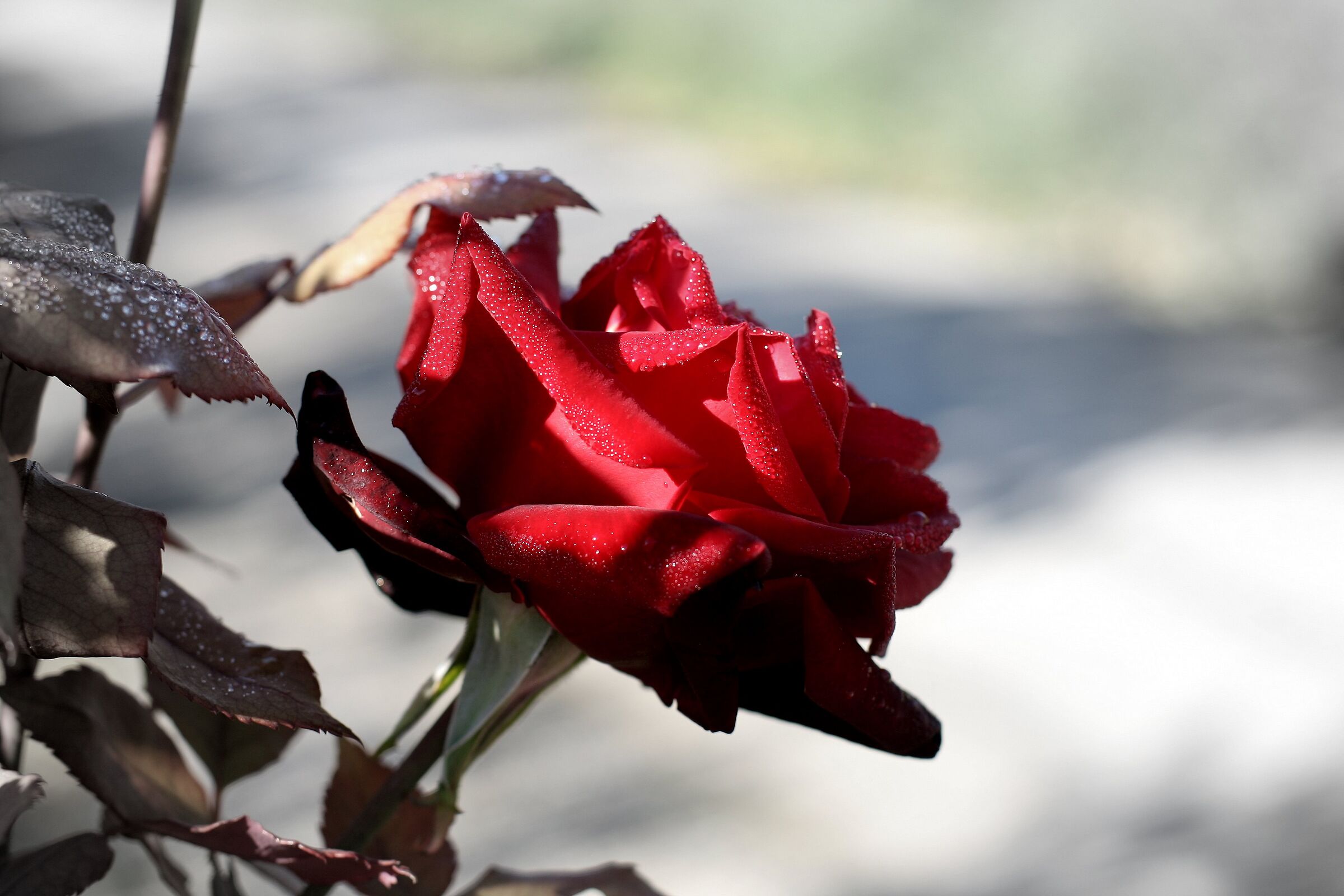 rose