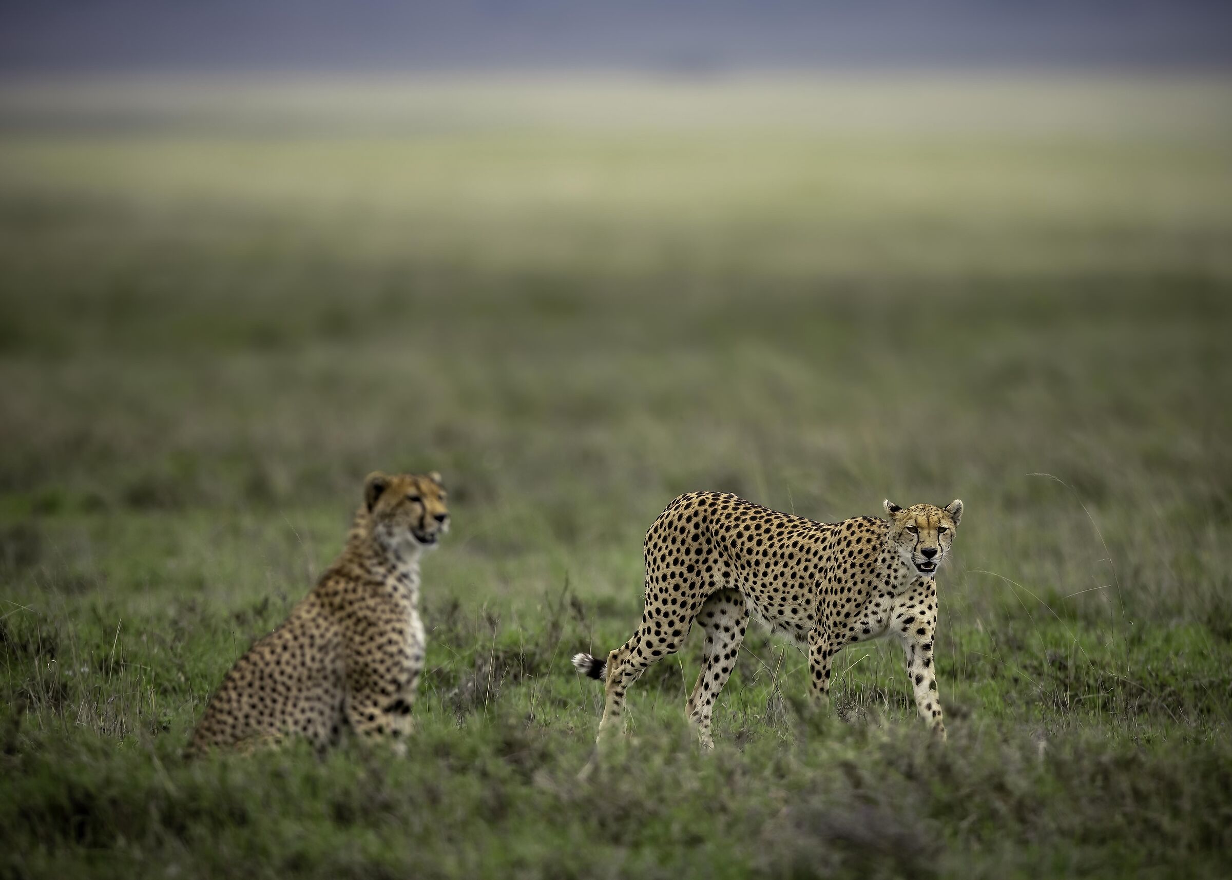 Ghepardi (Acinonyx jubatus)