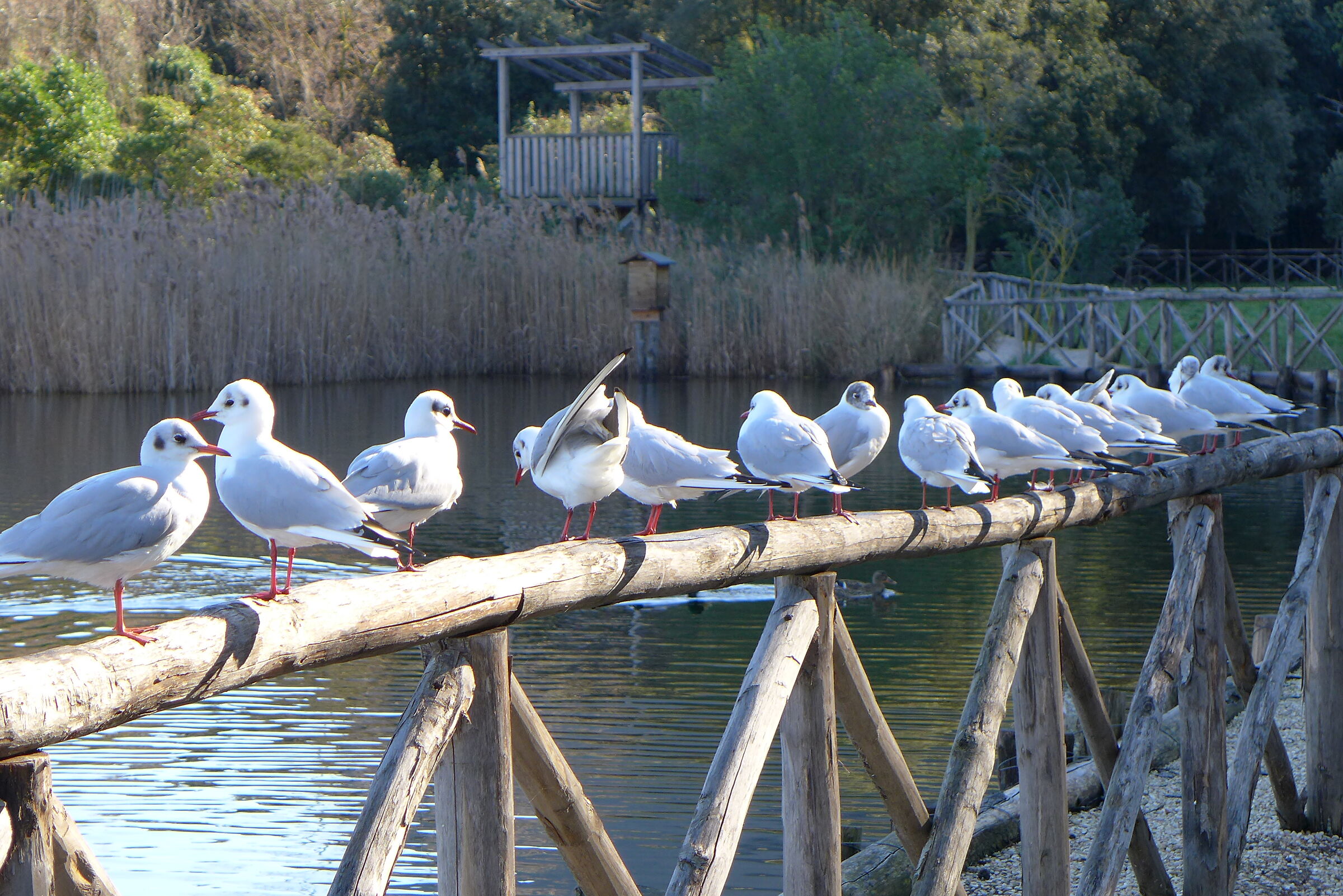 gulls