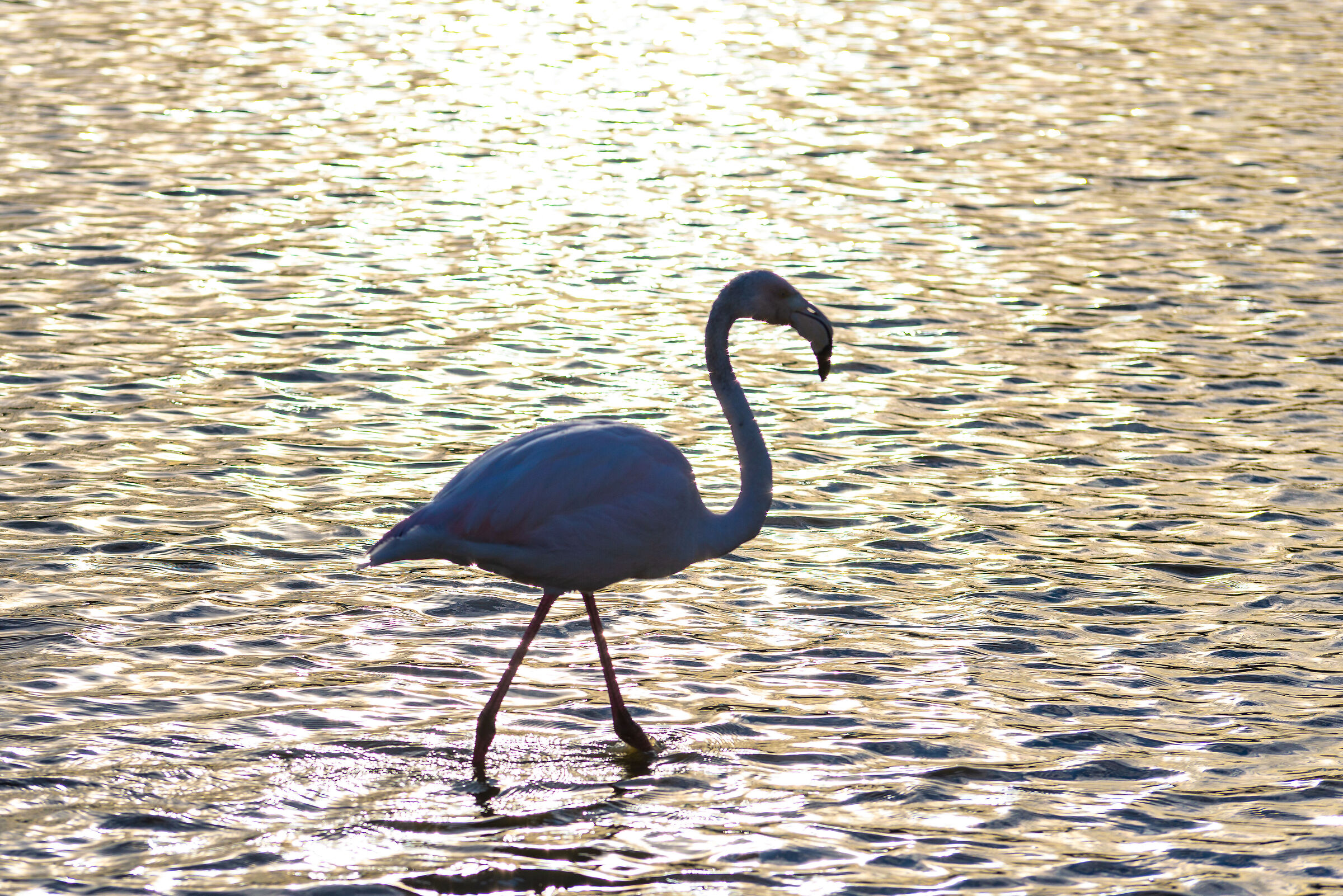 Fenicottero al tramonto