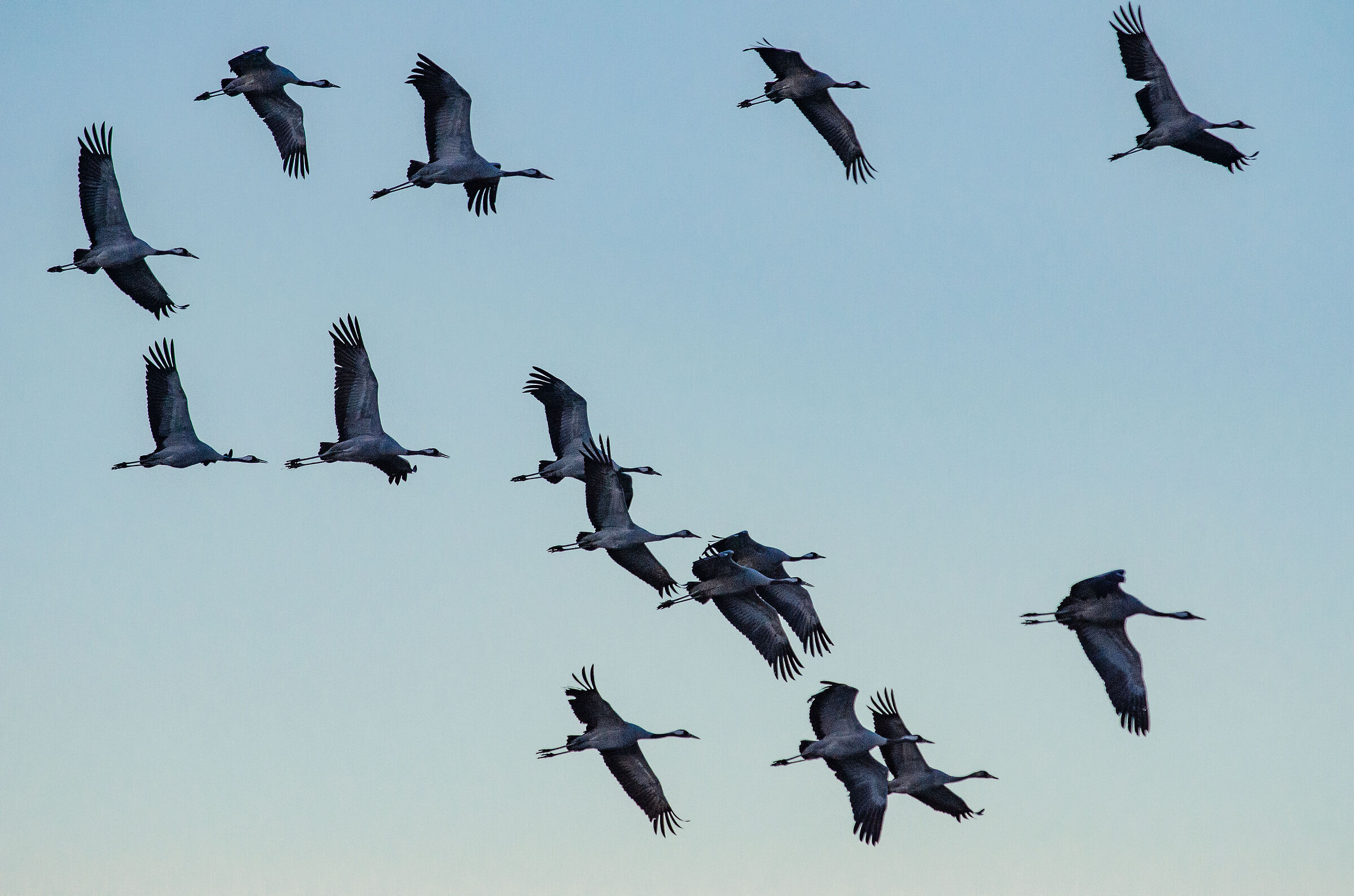 Il ritorno delle gru