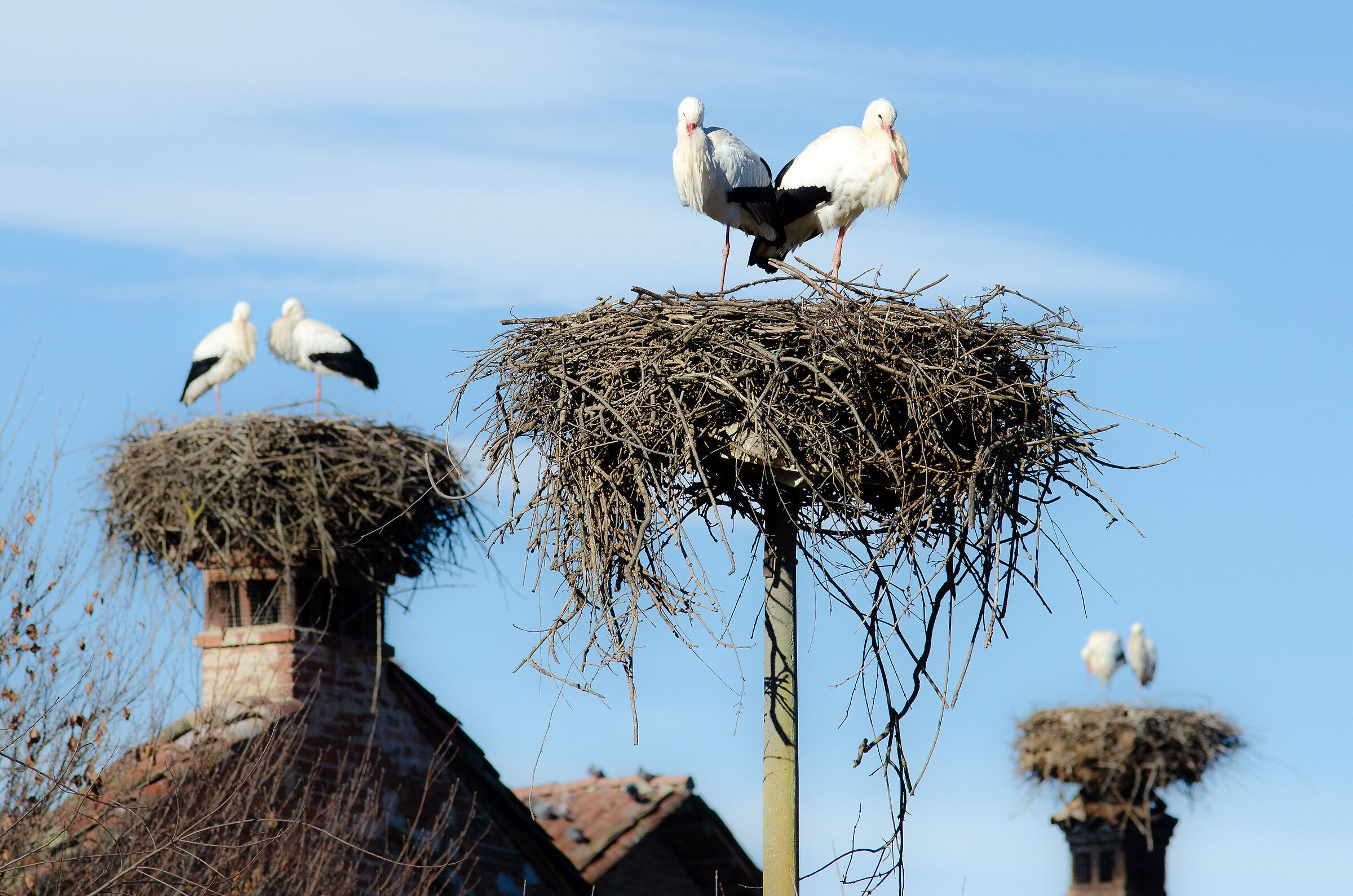 Cicogne al nido