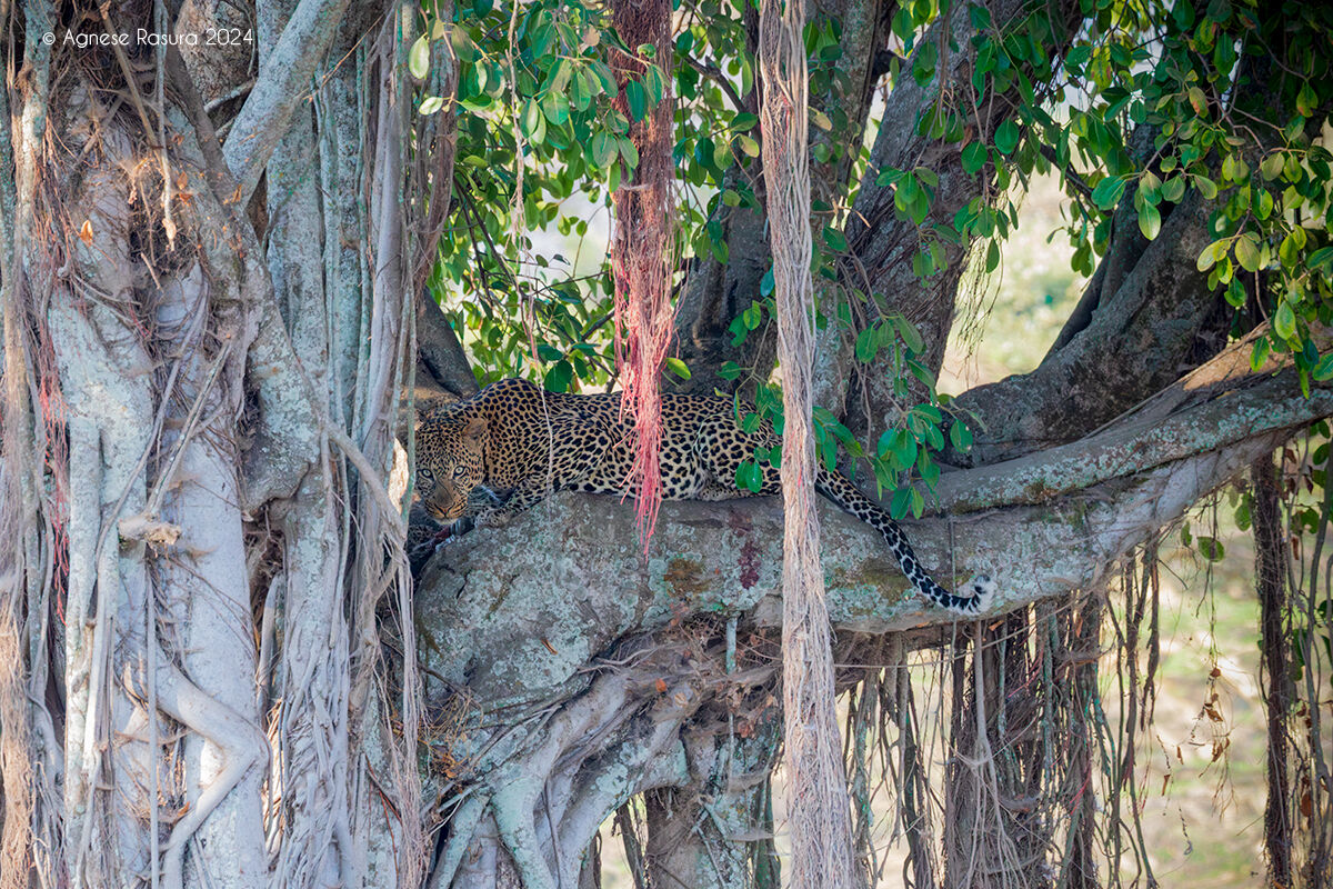 Leopard