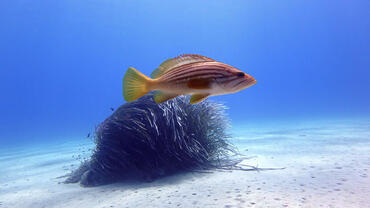 Epinephelus costae