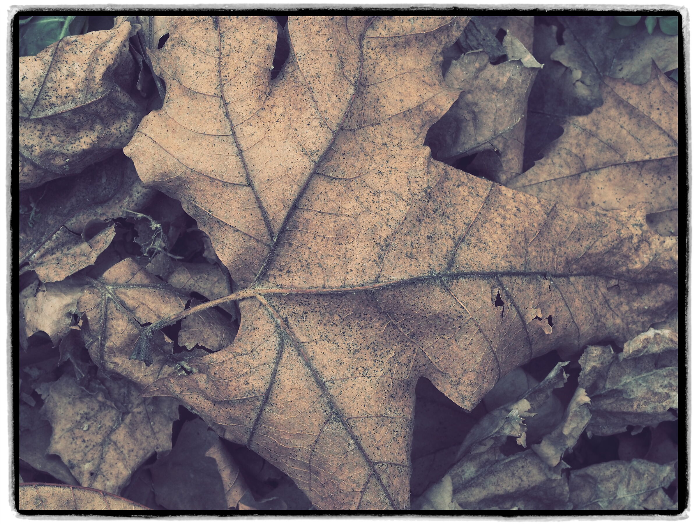 Ruggine