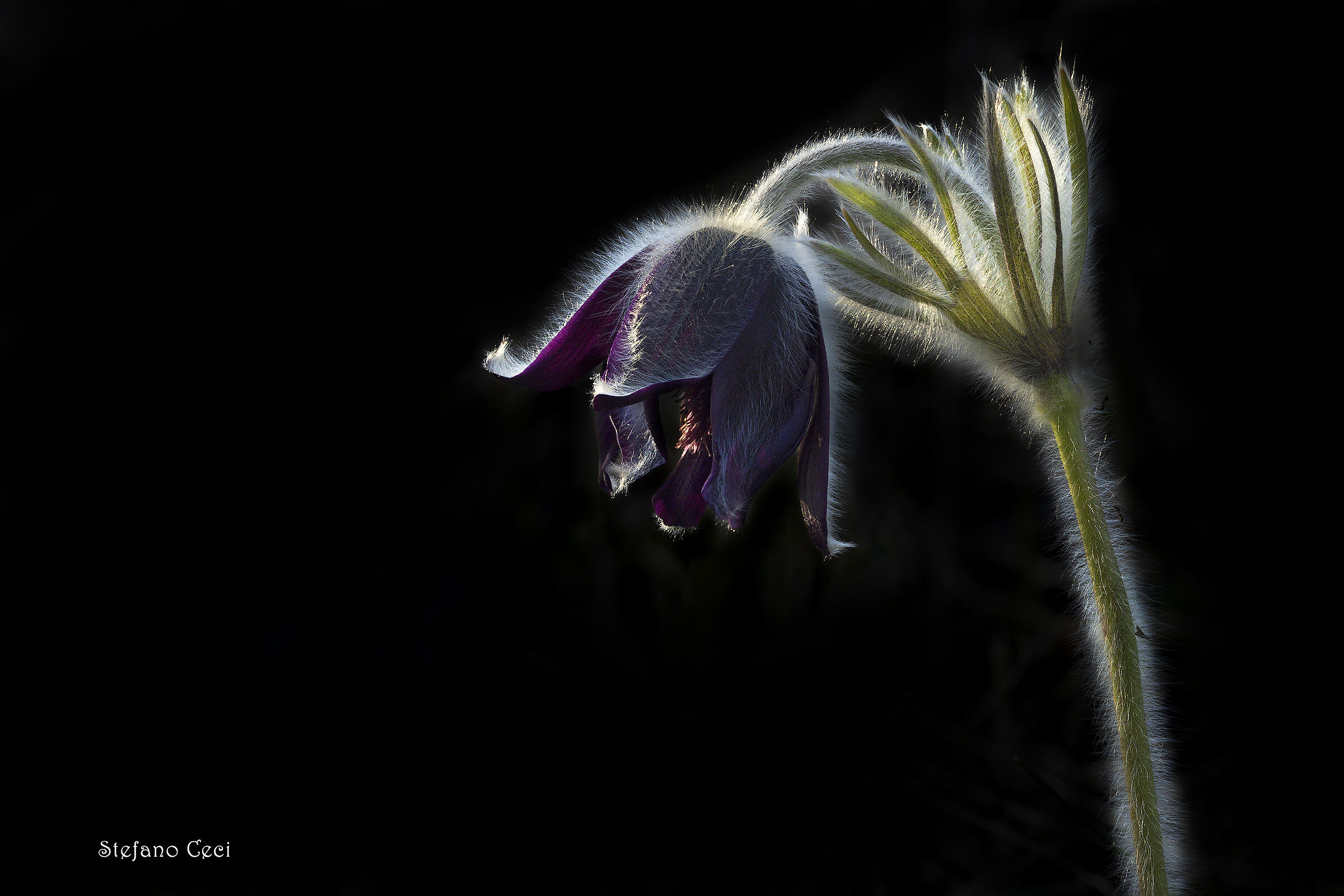 Pulsatilla montana