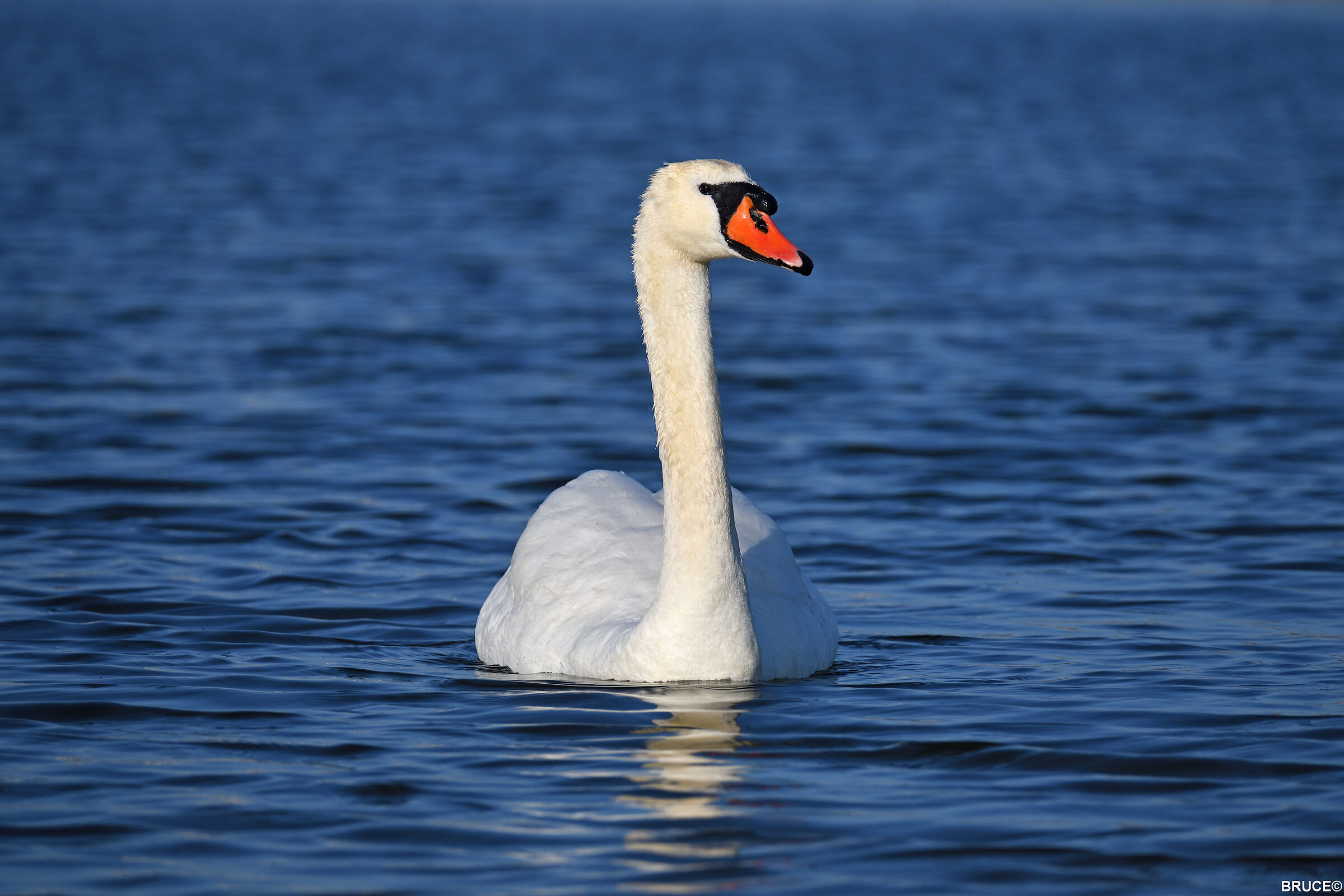 Swan
