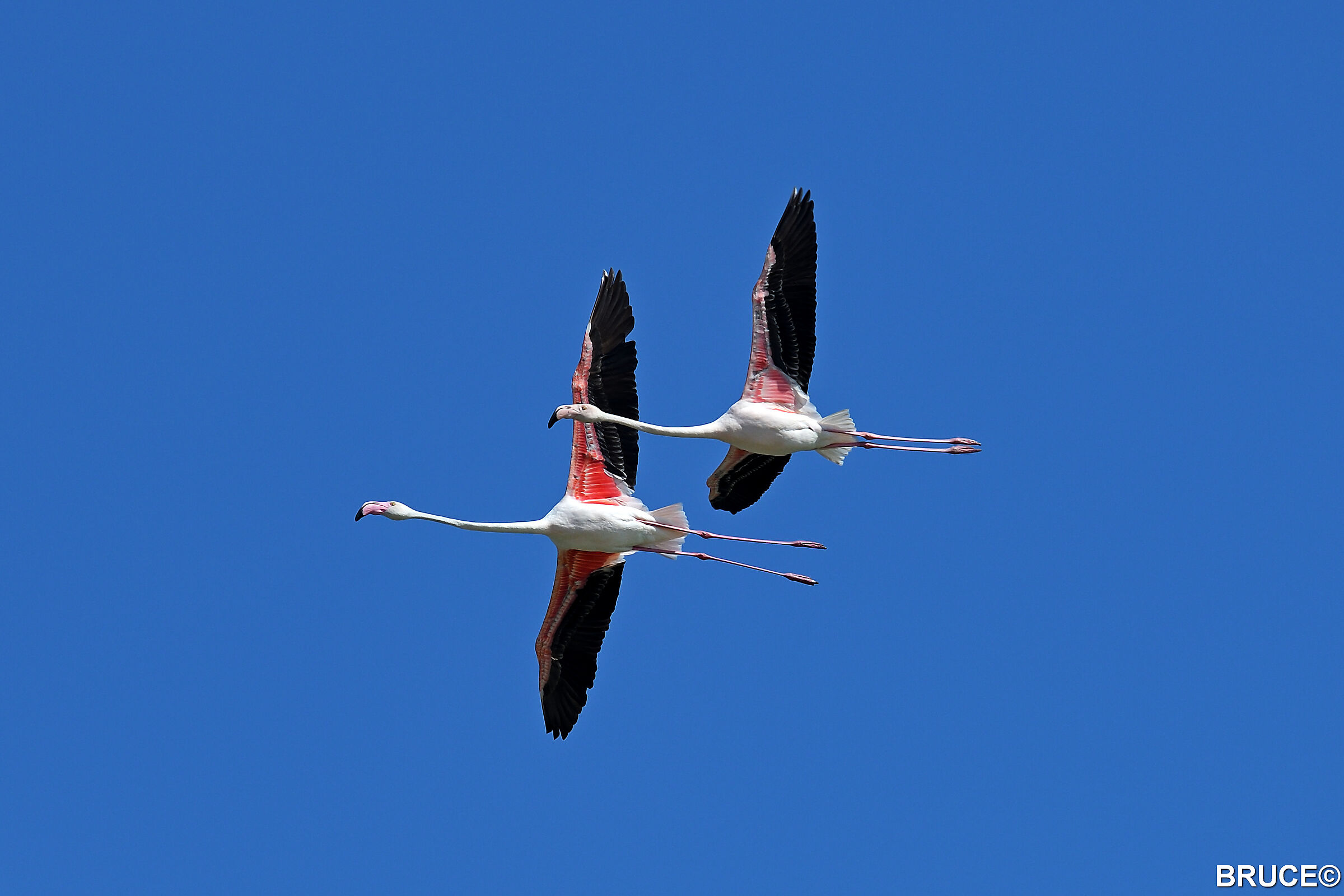 Flamingos in flight