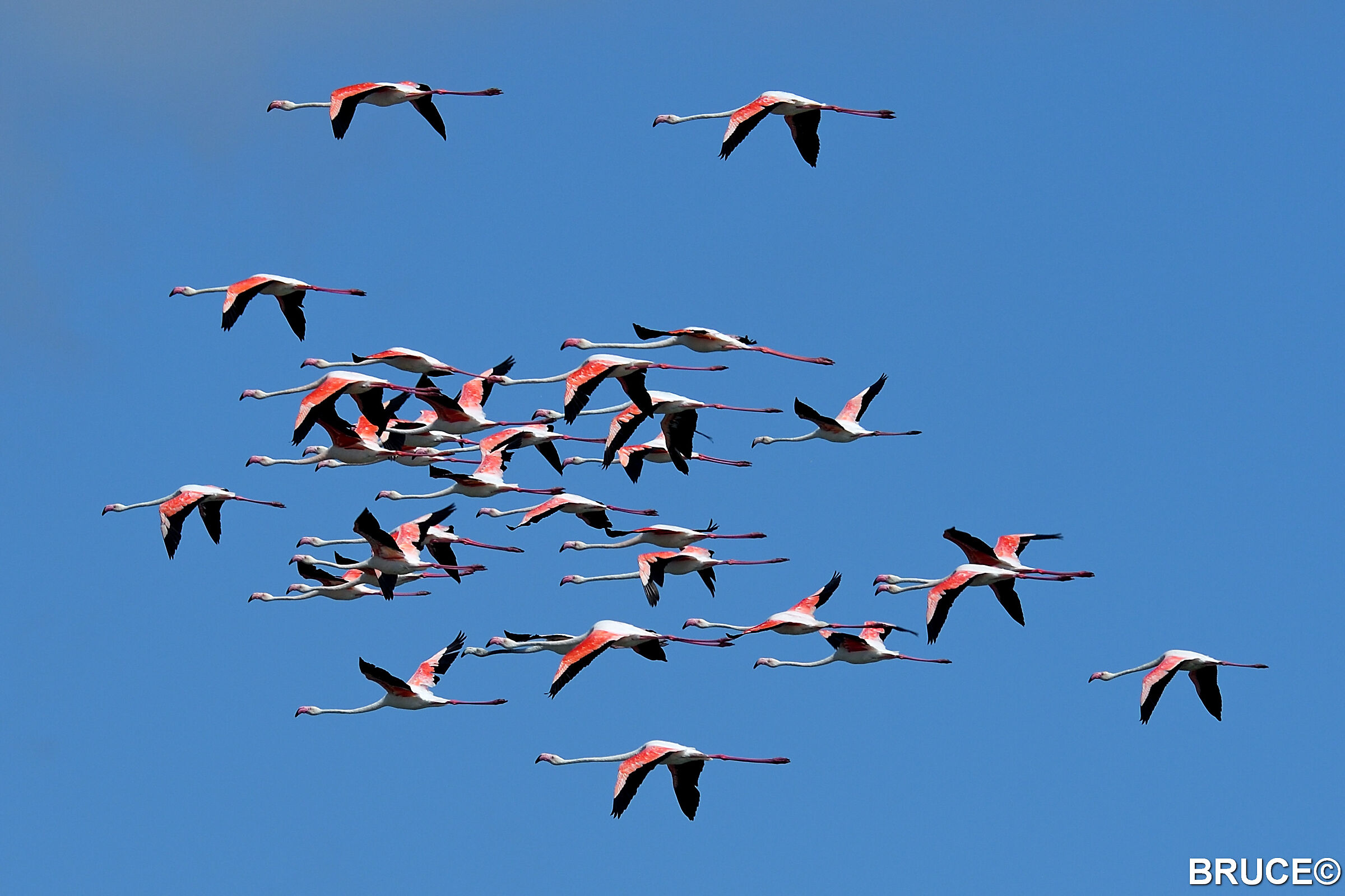 Flamingos in flight