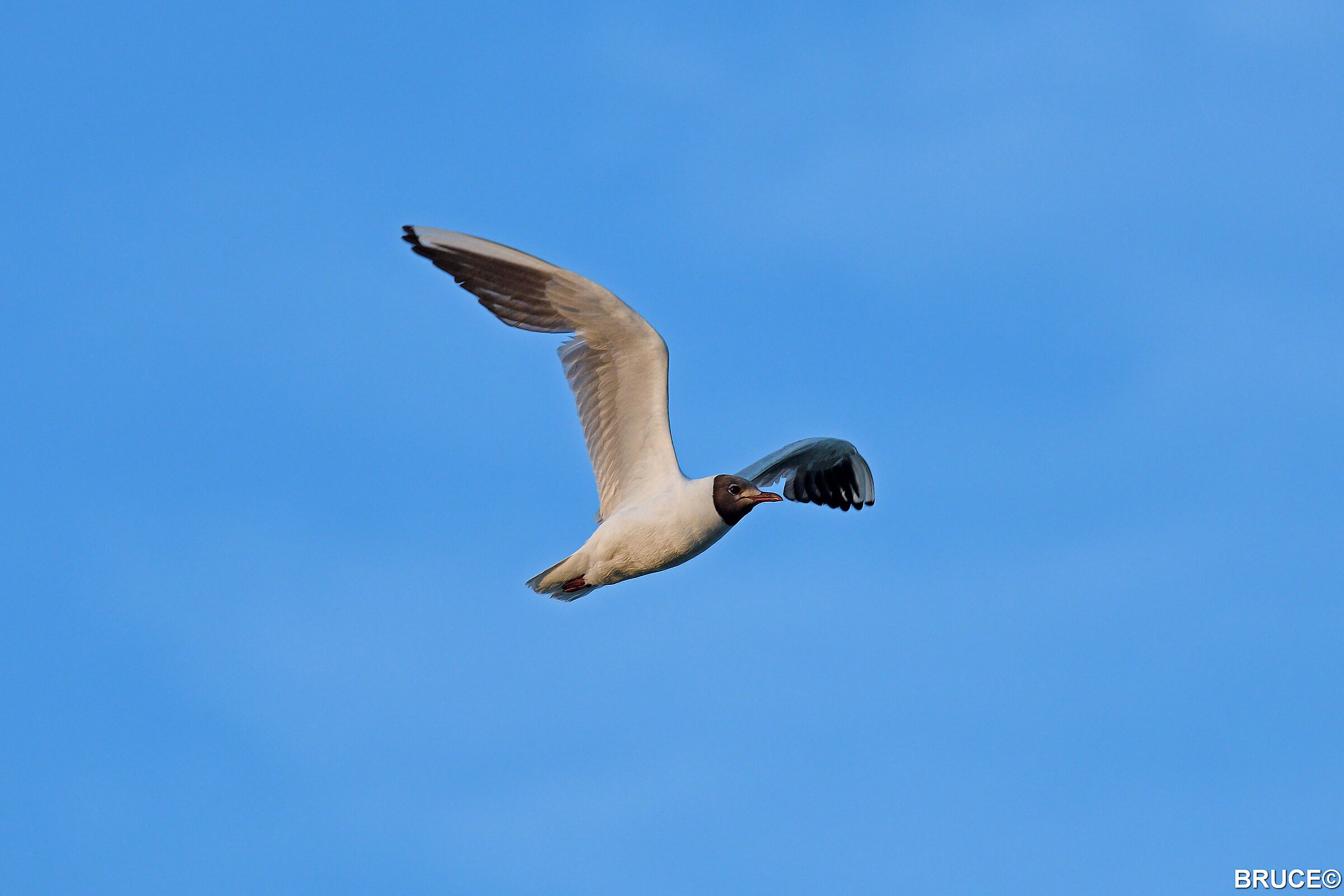 Seagull in flight