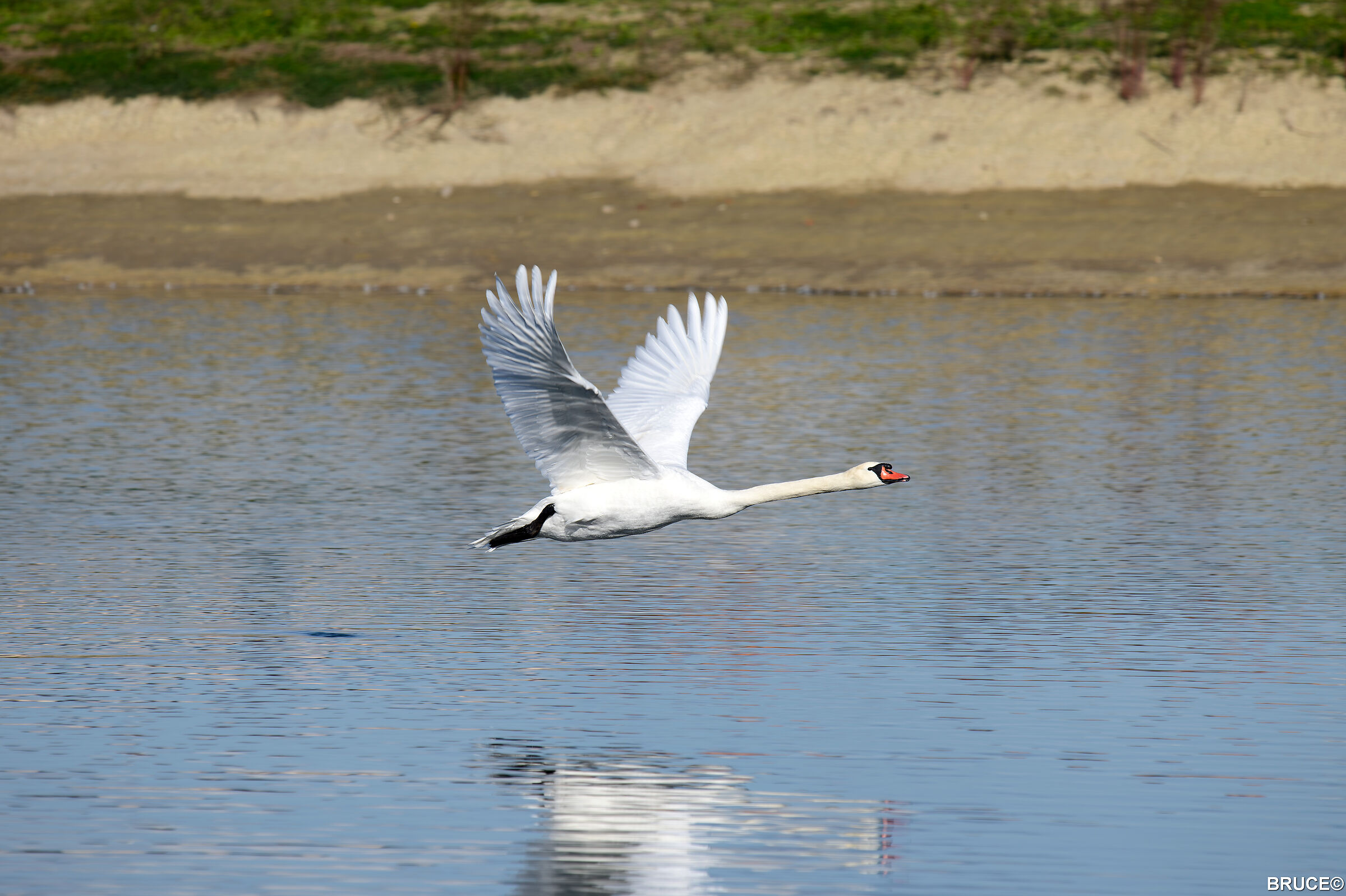 Swan in flight