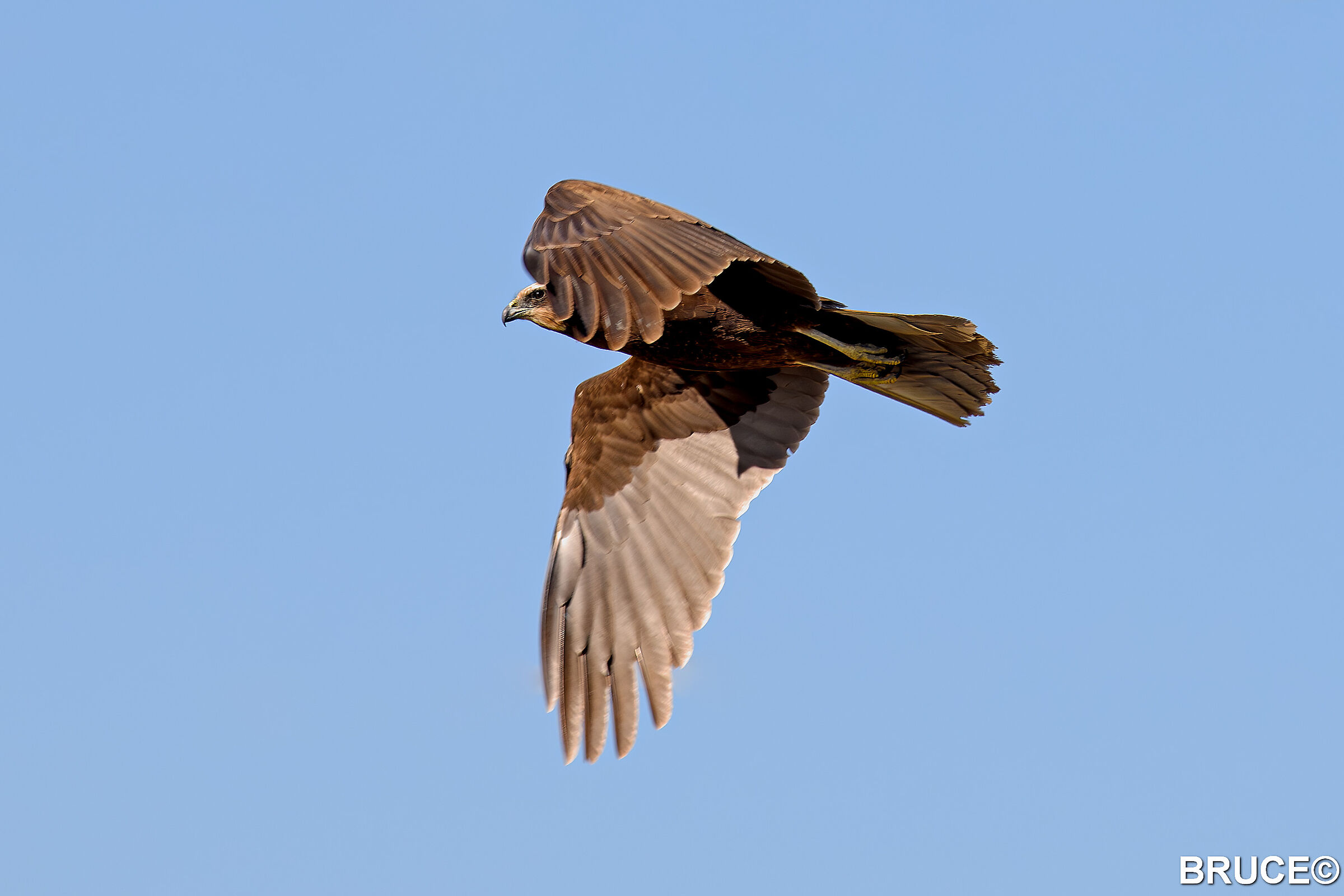 Marsh Harrier