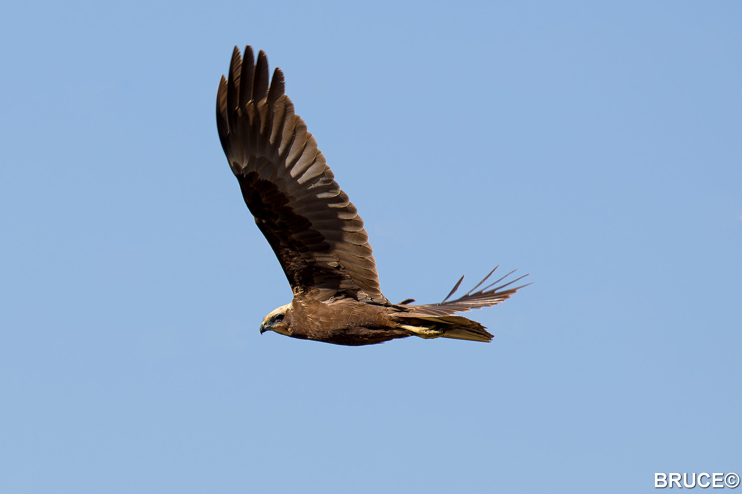 Marsh Harrier