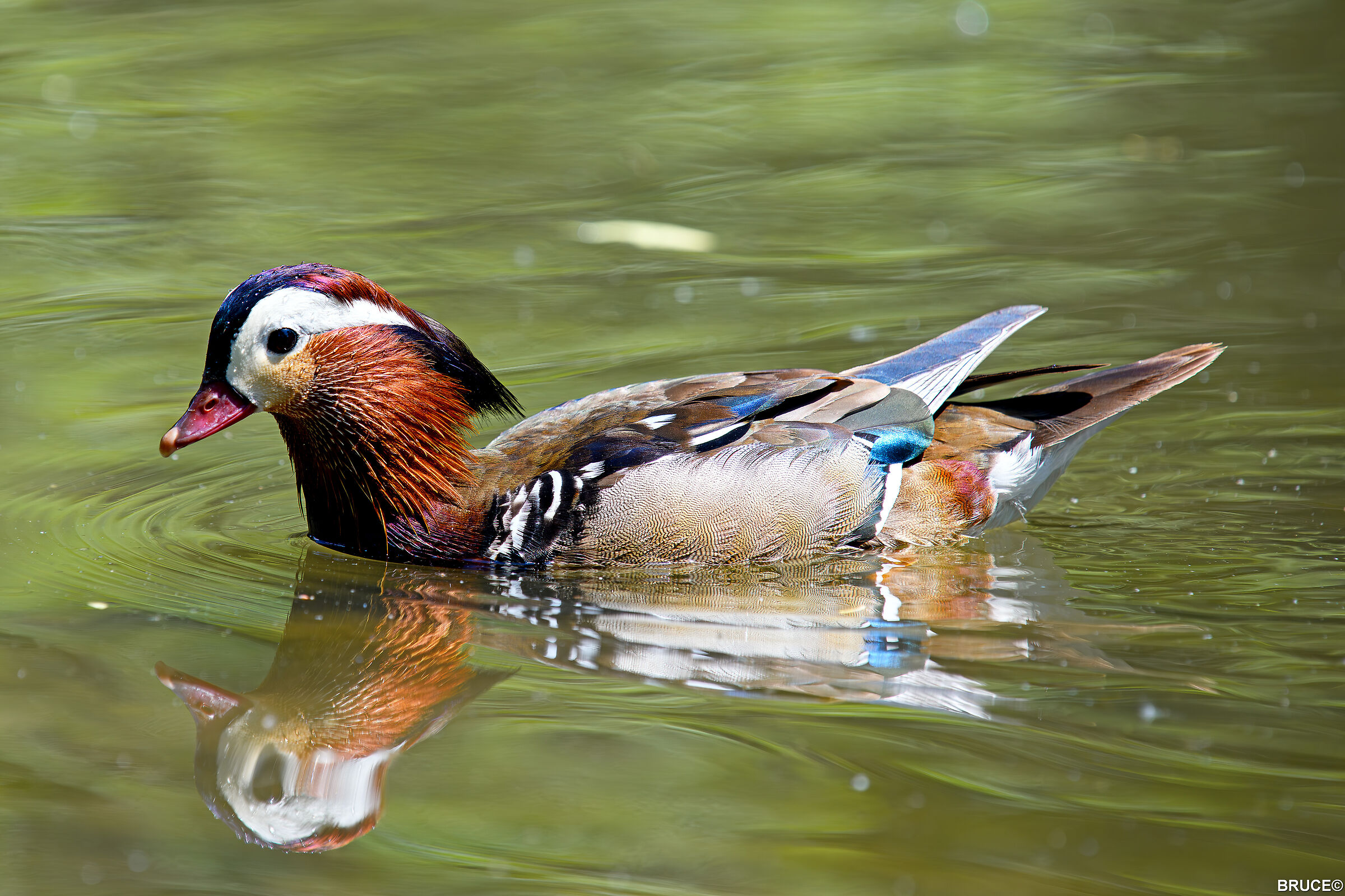 Mandarin duck
