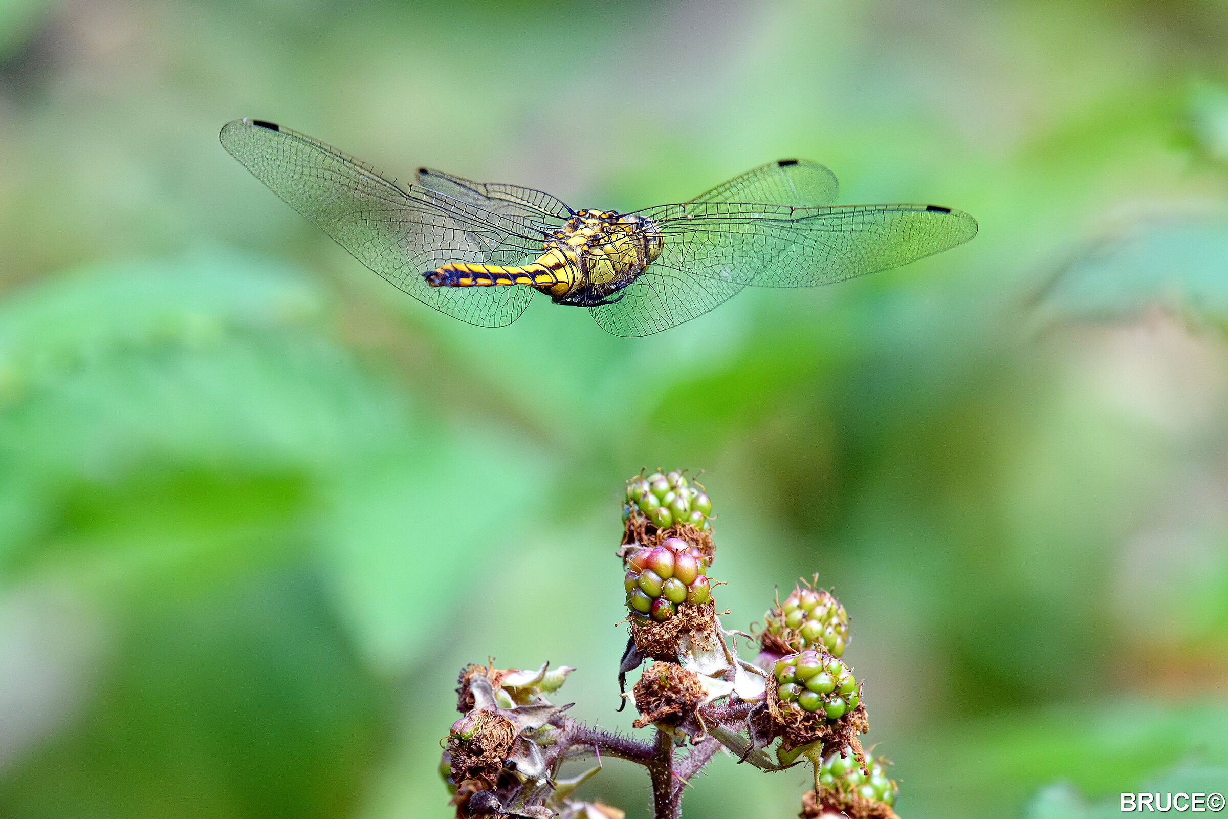 Dragonflies in flight