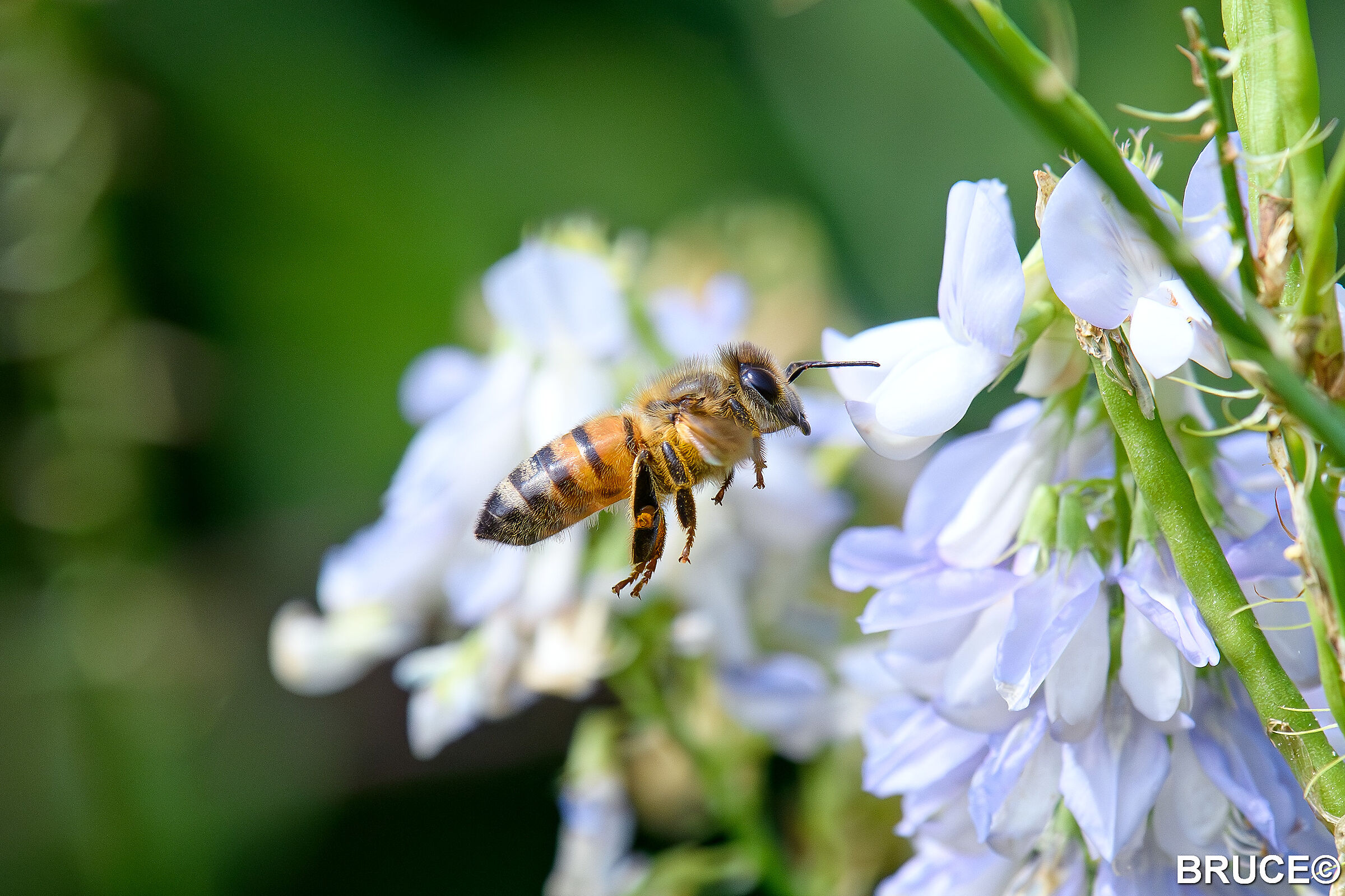 Bee in flight