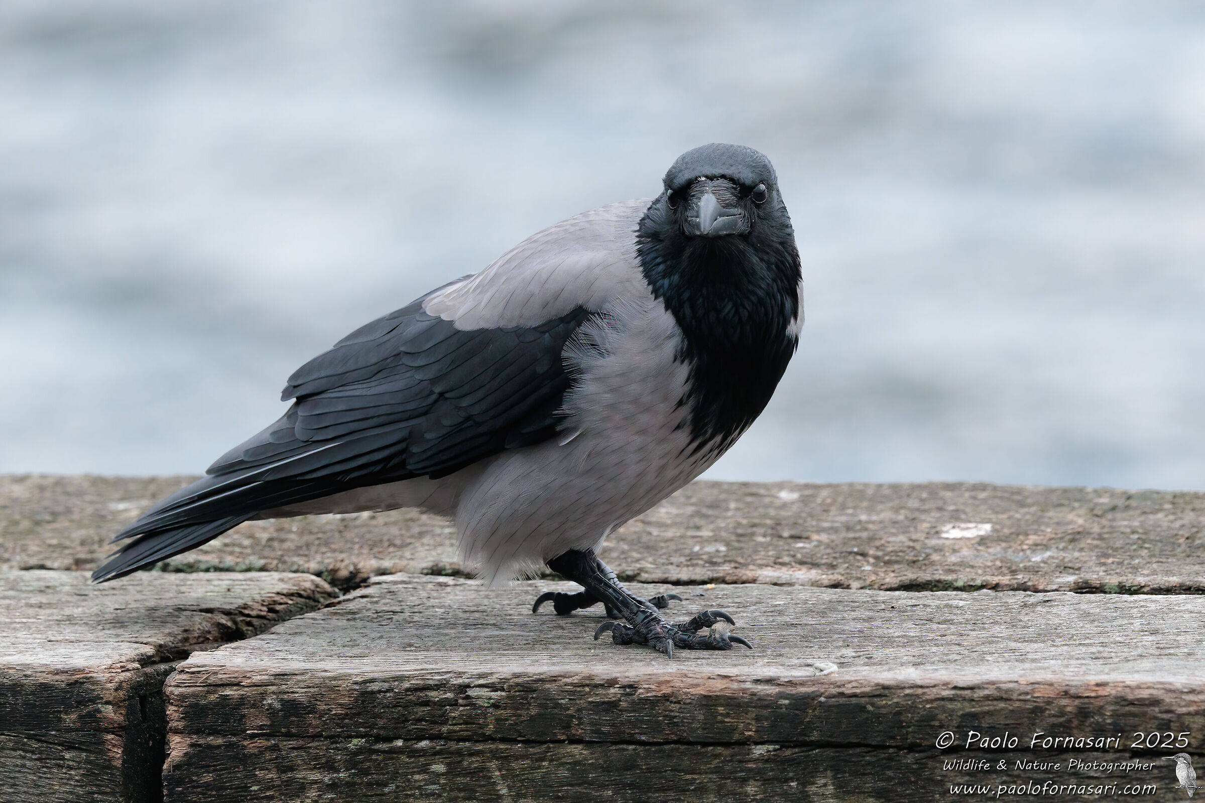 Crow (Corvus cornix)