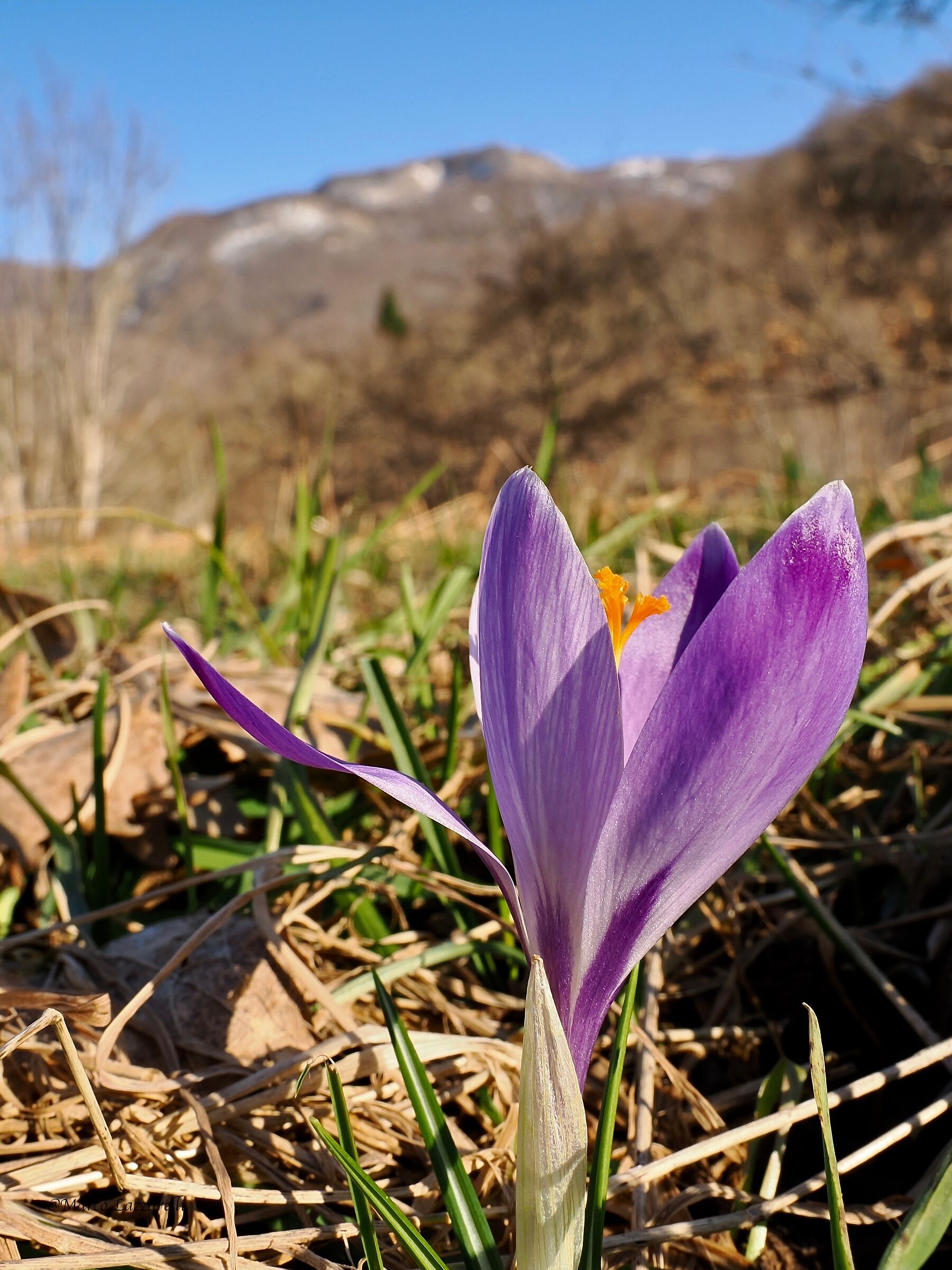 In the Apennines the first Crocuses