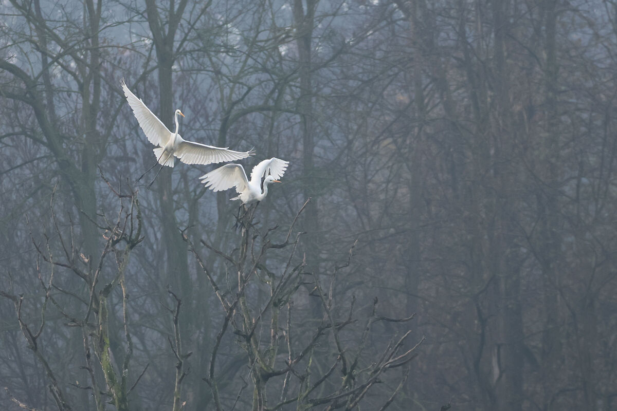 Herons
