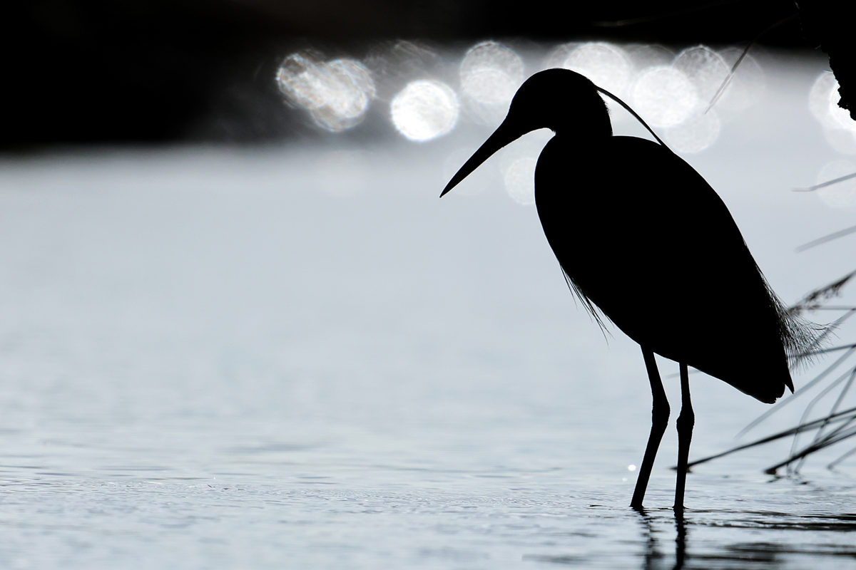 Egret