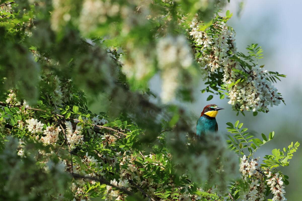Bee-eater