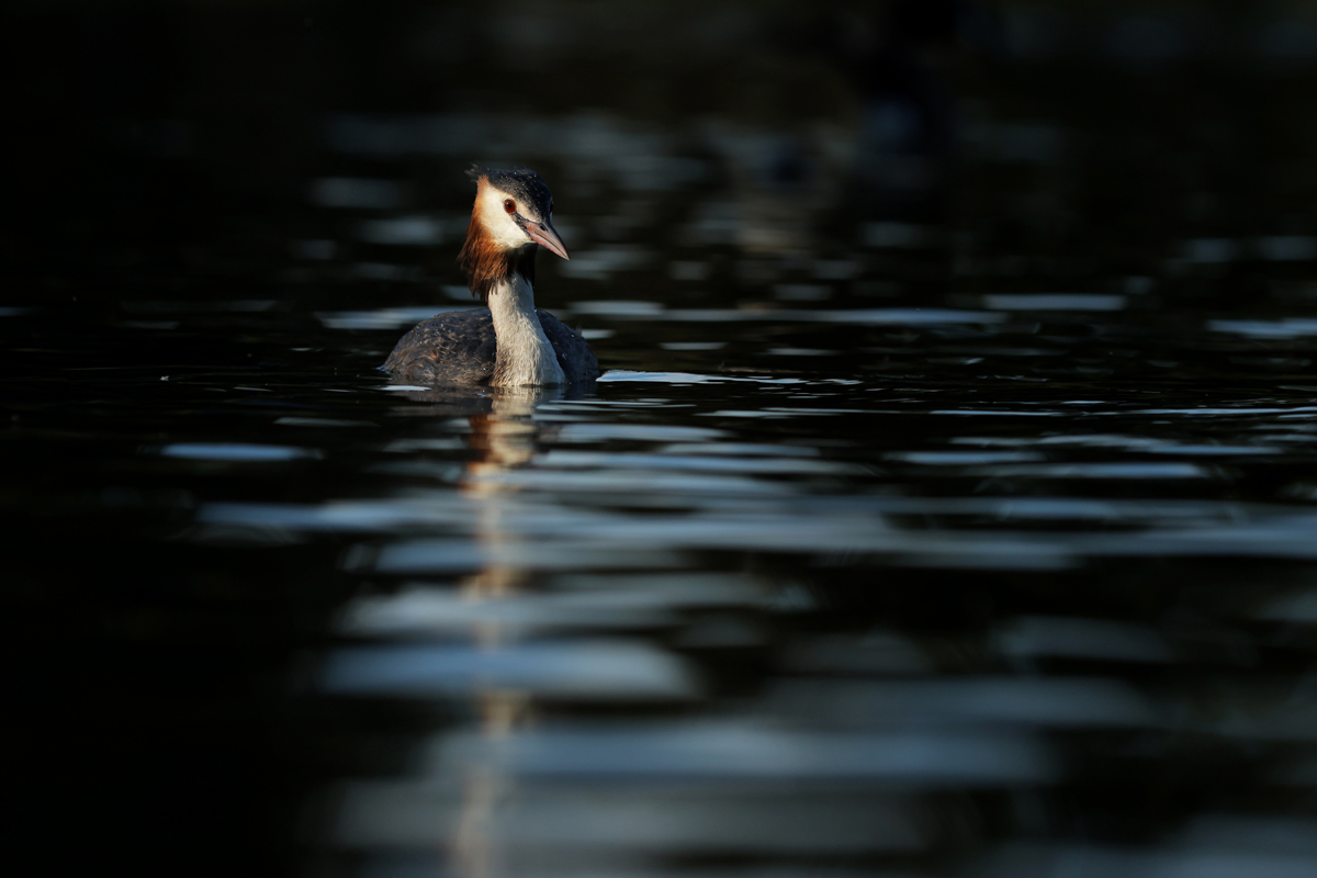 Grebe