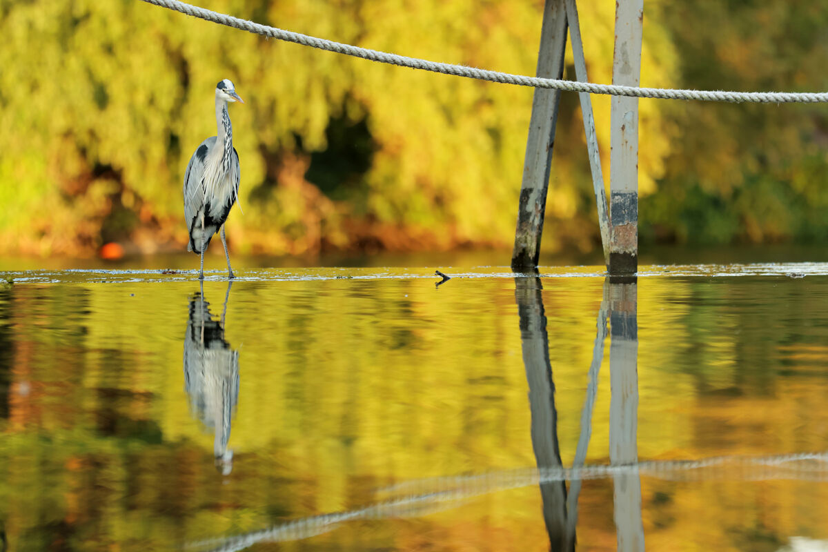 Heron