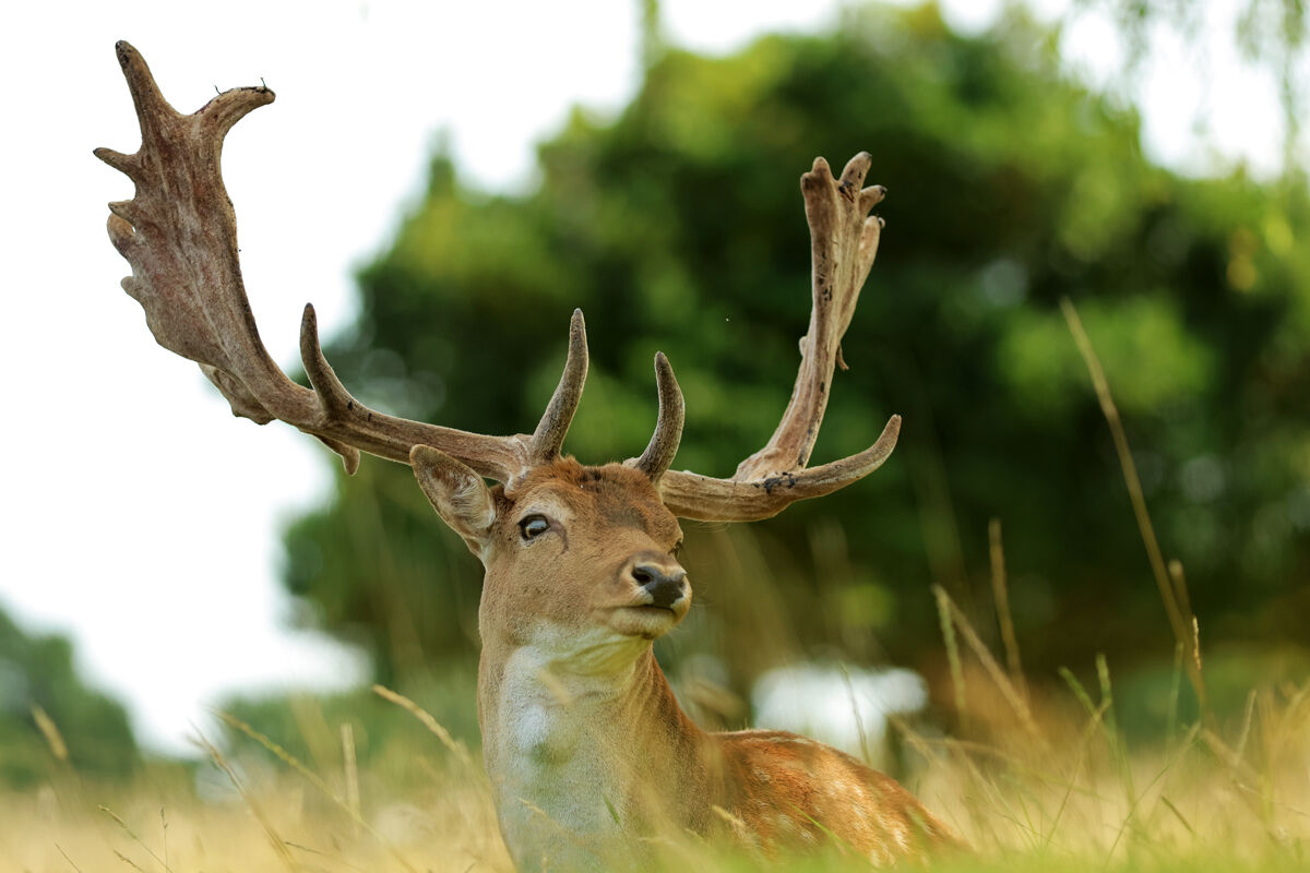 Fallow deer