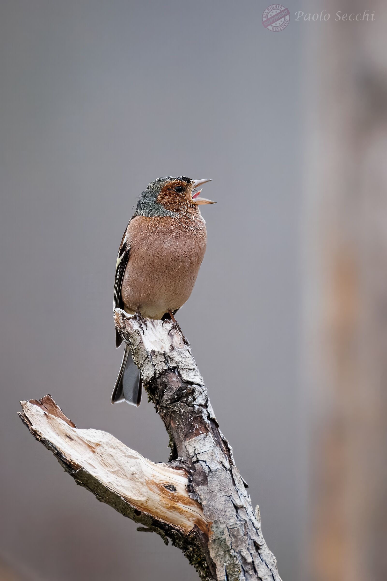 He sings only in ... Original language!