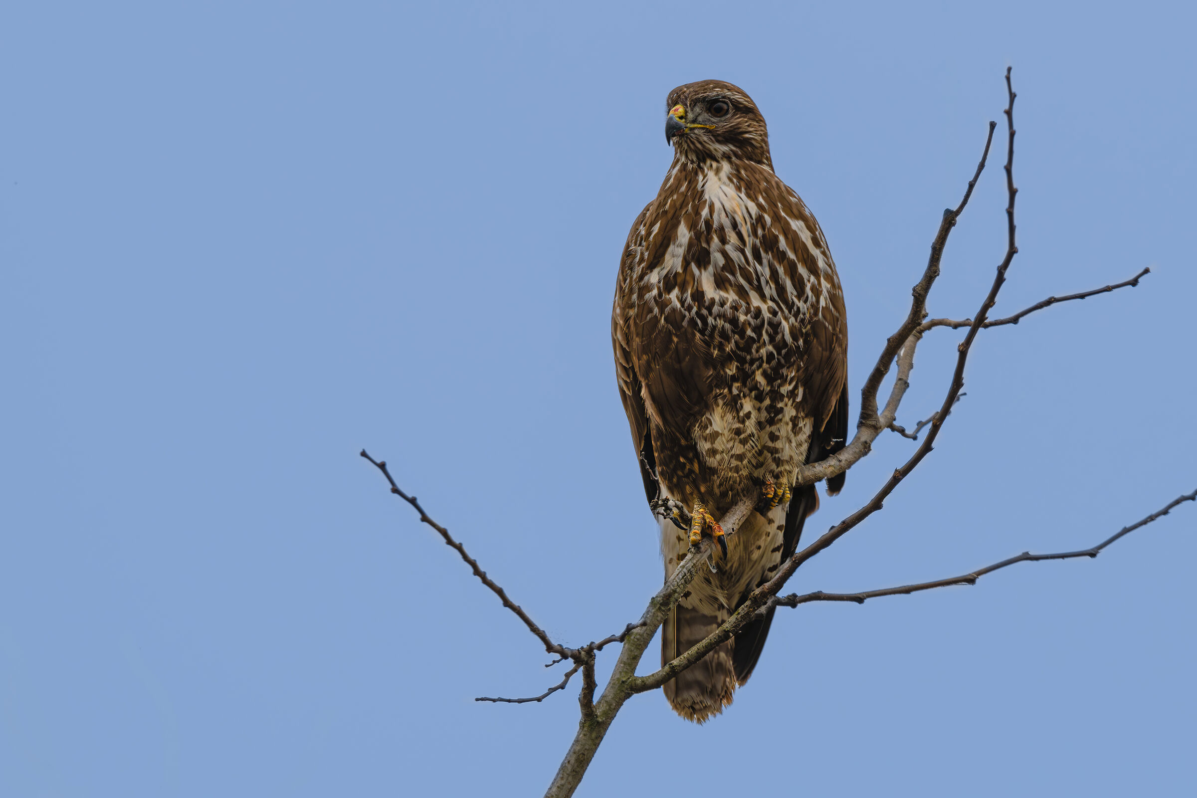 Buzzard