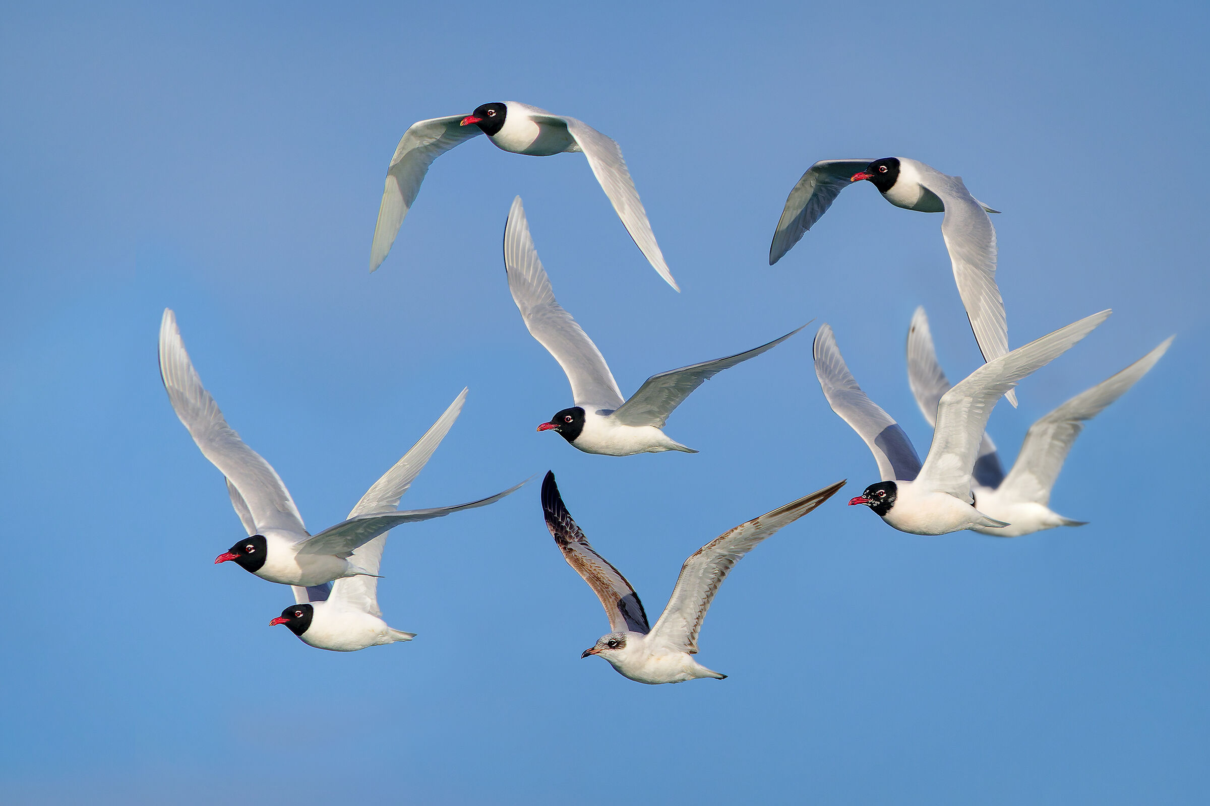Black-headed gulls -Spring migration