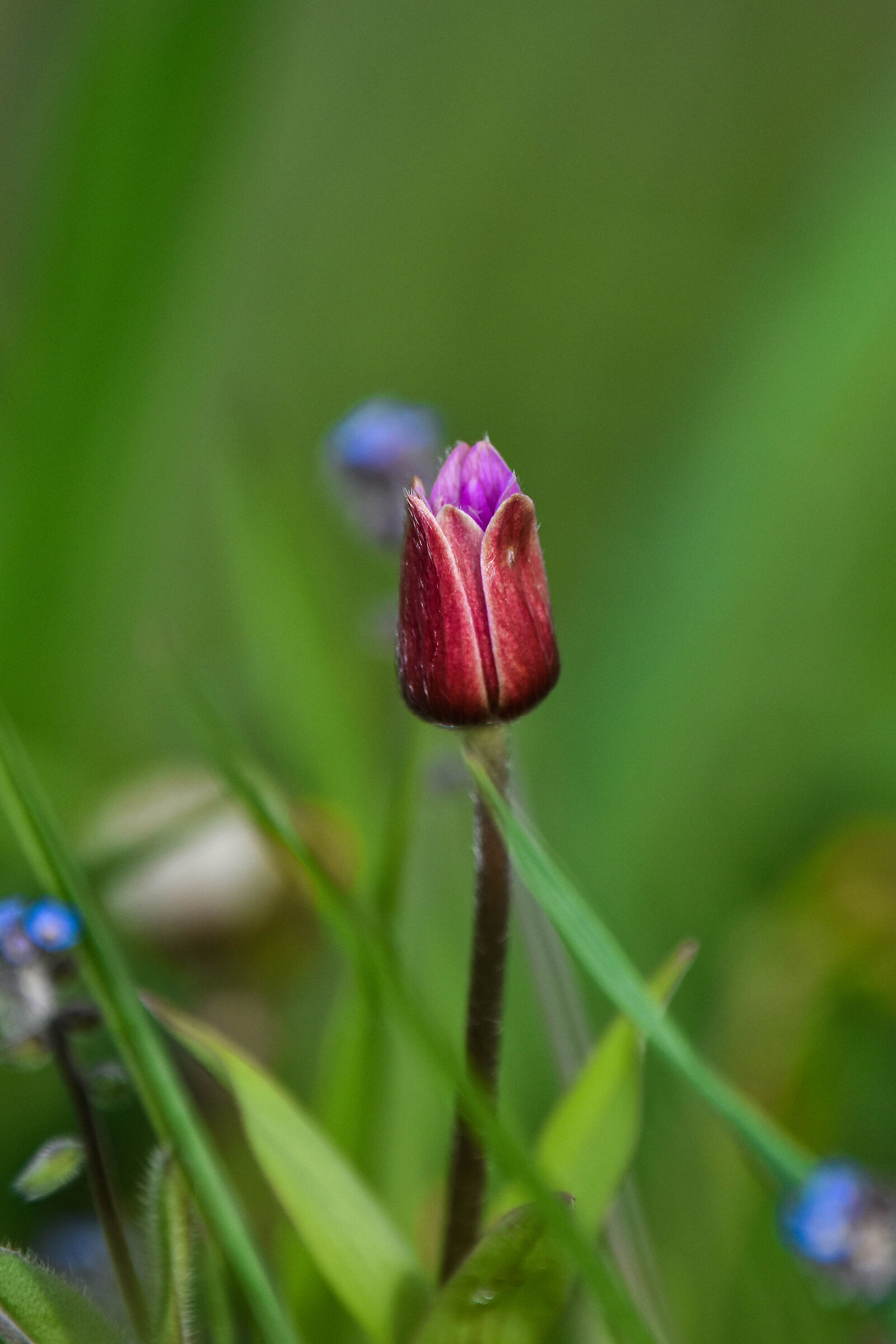 Promesse di primavera