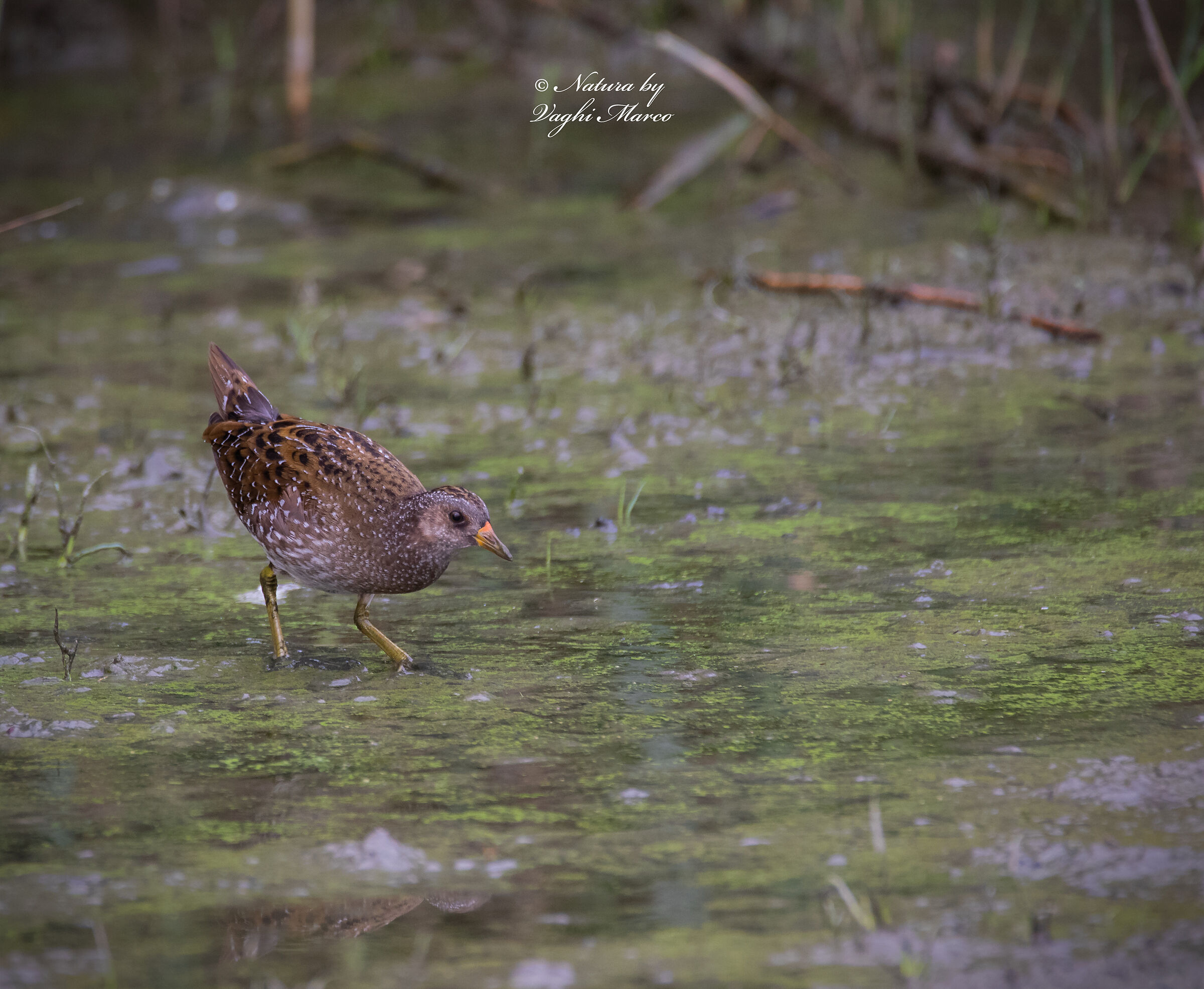 Voltolino Porzana porzana