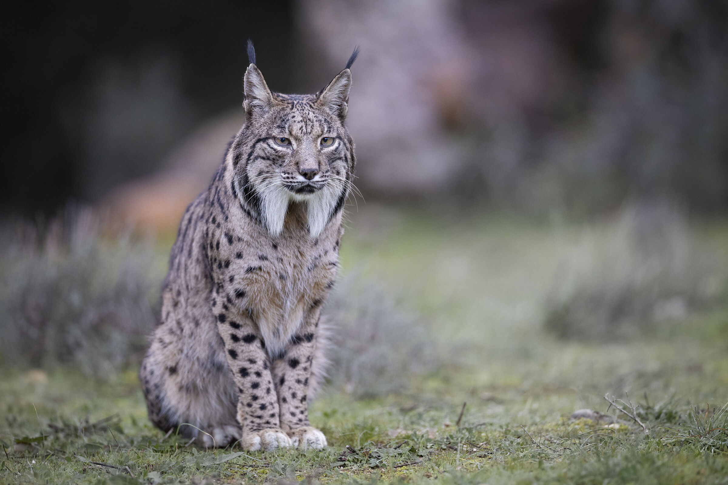 Lince Pardina adulta