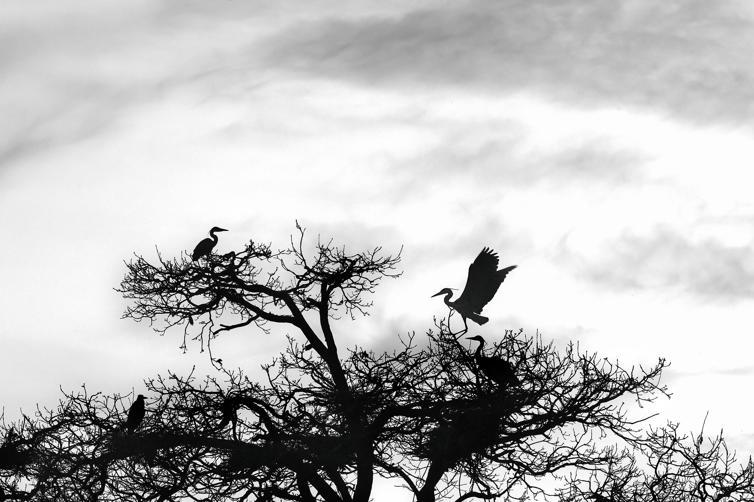 Aironi B&W