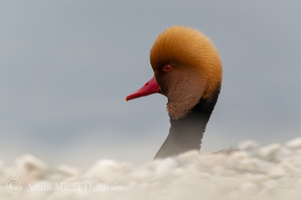 Red-crested pochard (Netta Rufina)
