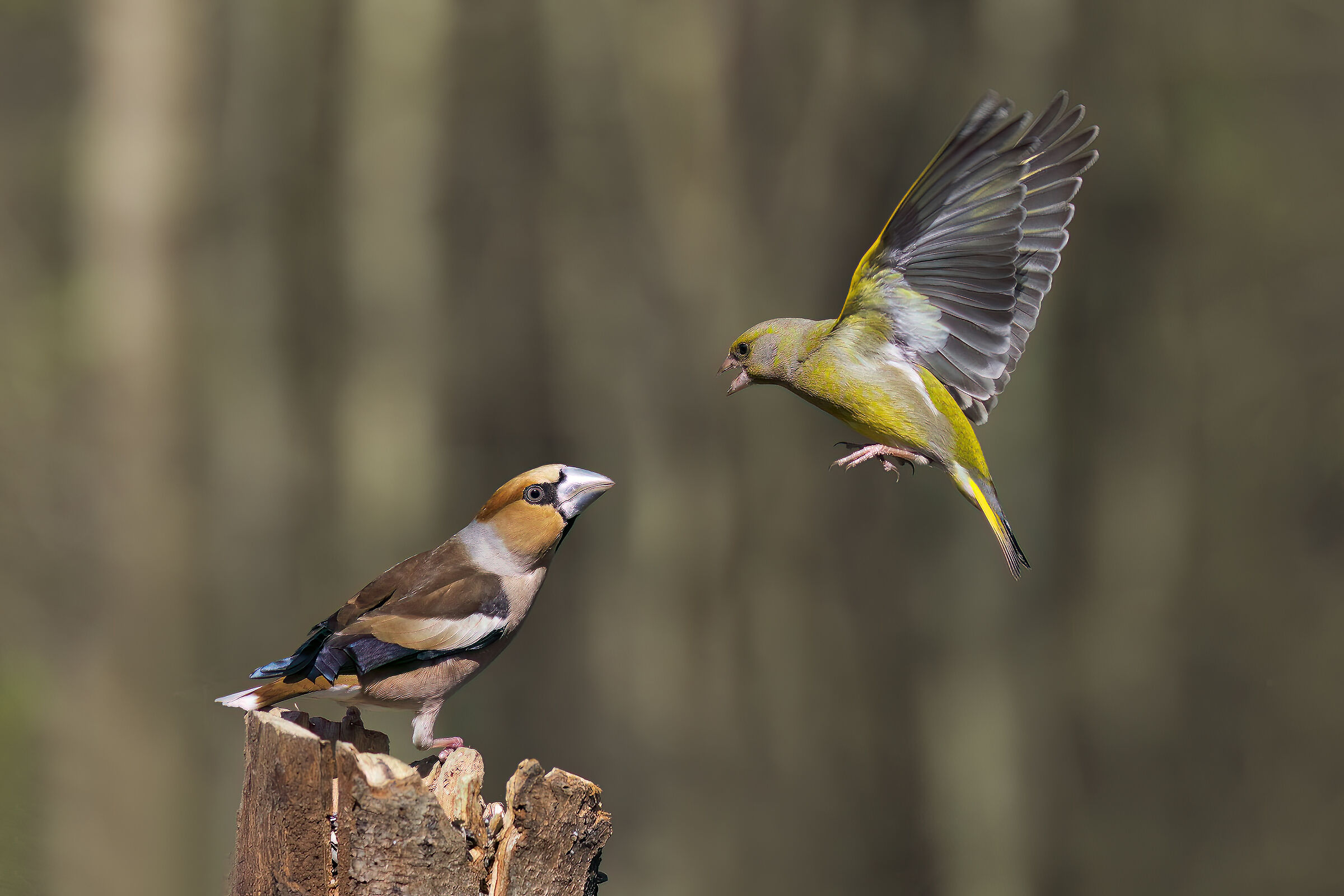 Horn vs greenfinch