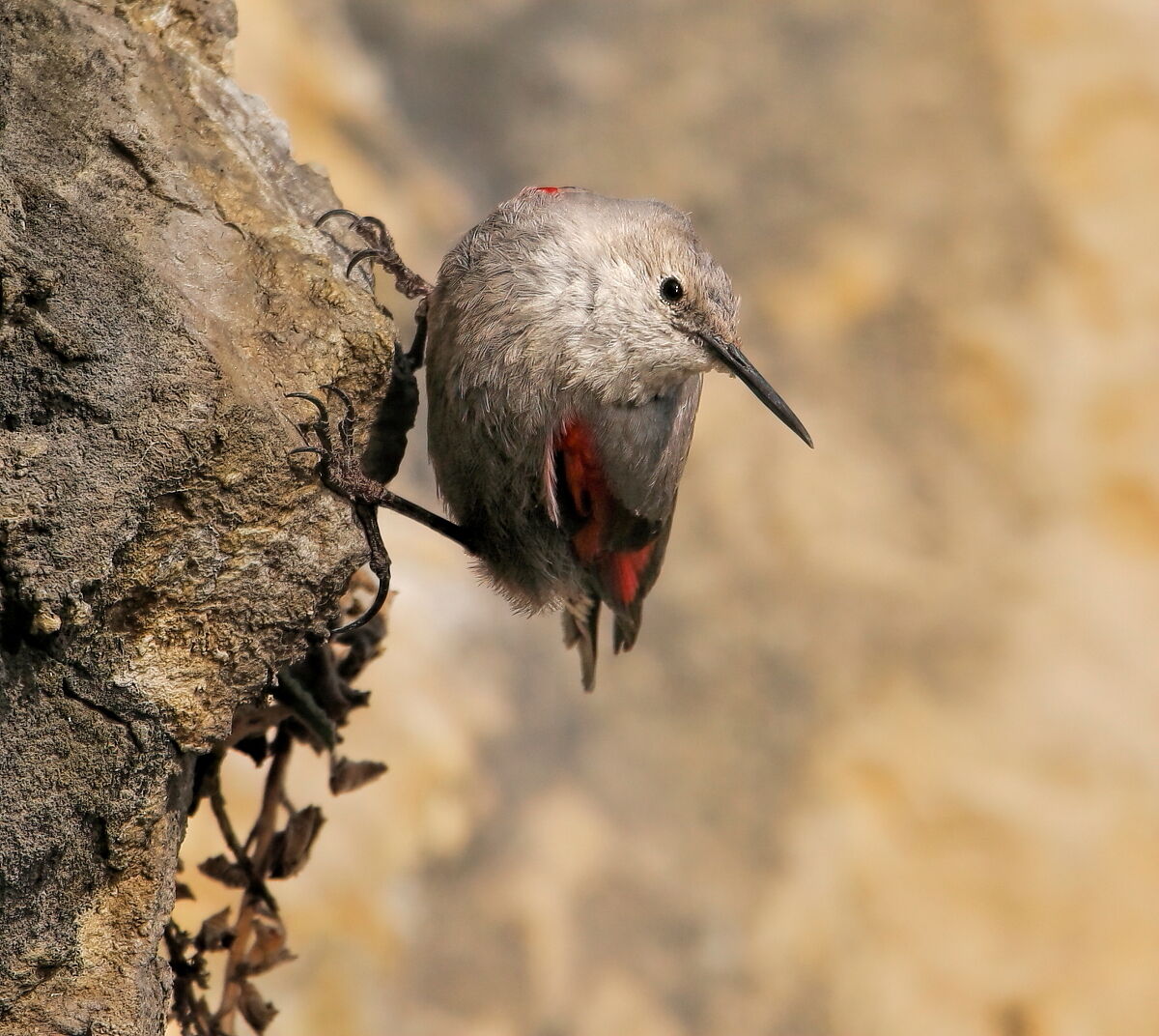 Wallcreeper